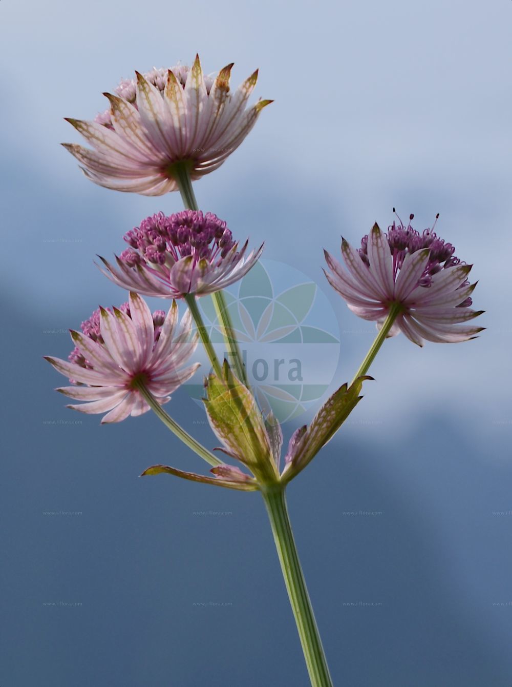 Astrantia major - Apiaceae,Plantae,Pteridobiotina,Angiosperms,Apiales,Apiaceae,Astrantia,Astrantia major,Astrantia australis, Astrantia candida, Astrantia caucasica, Astrantia europaea, Astrantia intermedia, Astrantia major f. integra, Astrantia major subsp. involucrata, Astrantia major var. involucrata, Astrantia major var. maxima, Astrantia montana, Astrantia nigra, Astrantia pallida, Astrantia saniculifolia, Astrantia vulgaris, Sanicula astrantia,Große Sterndolde;Gewöhnliche Große Sterndolde;Kärntner Große Sterndolde;Kärntner Sterndolde;Grosse Strenze;astrantia;lesser masterwort;greater masterwort;great masterwort;große stränze;mountain sanicle;pink masterwort;Grande astrance;astrancée;astrantie grande;grande radiaire;sanicle de montagne;sanicle femelle;astrancia;sanícula hembra;Astranzia maggiore;astranzia;Amerikaanse populier;groote astrantia;grote astrantia;groot sterrescherm;астранция большая;астранция крупная;астранчия крупная;astranta e madhe;astrantie;astrància gran;astrància major;velika zvjezdanka;stjärnflocka;stjerneskærm;jarzmianka większa;veliki zali kobulček;völgycsillag;jarmanka větší;ştevie de munte;jarmanka väčšia;астранція велика;едра астрантиа;зарниче;suur tähtputk;lielā zvaignīte;stjerneskjerm;isotähtiputki;лисјак;didžioji astrancija