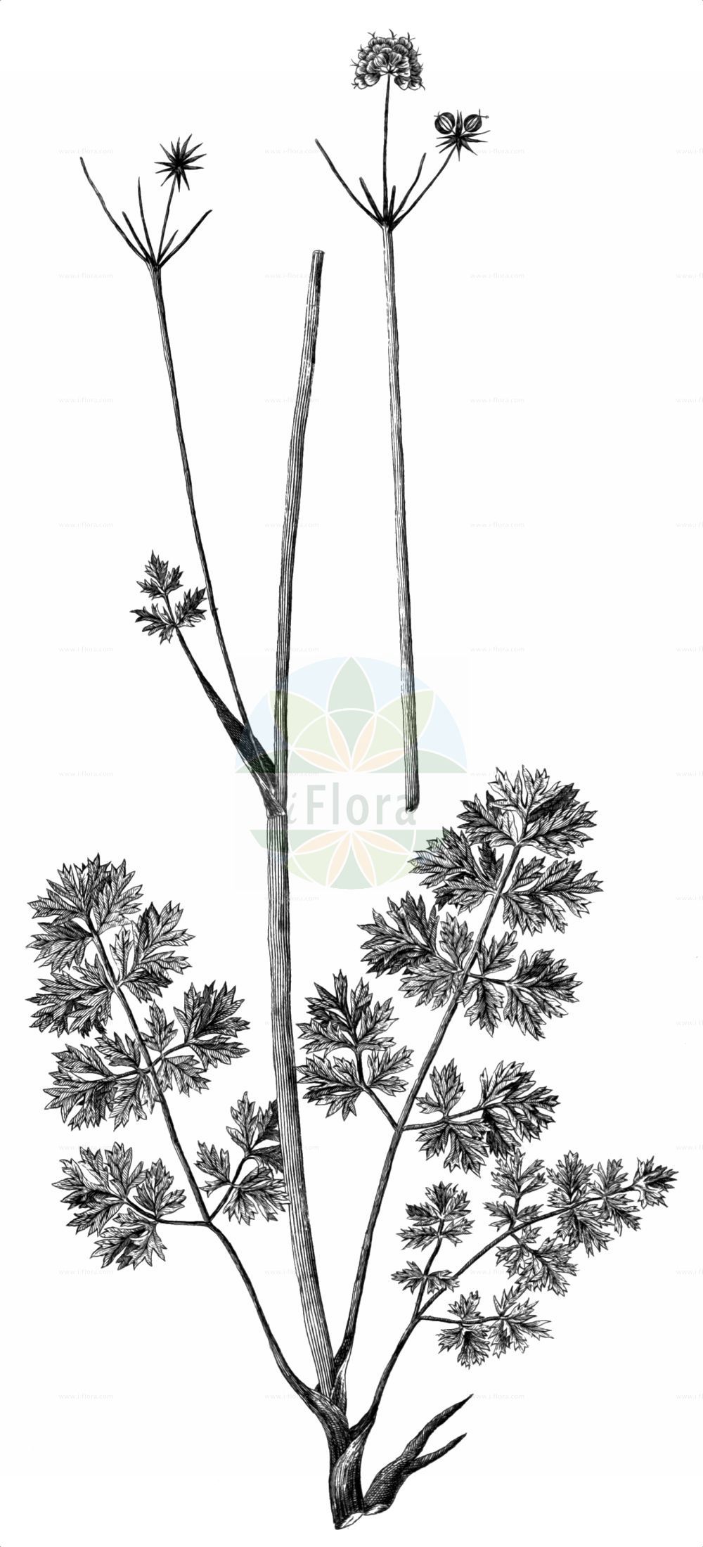 Angelica pyrenaea - Apiaceae,Plantae,Pteridobiotina,Angiosperms,Apiales,Apiaceae,Angelica,Angelica pyrenaea,Epikeros pyrenaicus, Micrangelia pyrenaea, Oreoselinum pyrenaeum, Selinum pyrenaeum, Seseli pyrenaeum,Pyrenäen-Engelwurz;angélique des Pyrénees;sélin des Pyrénées;sélinum des Pyrénées;selí pirinenc