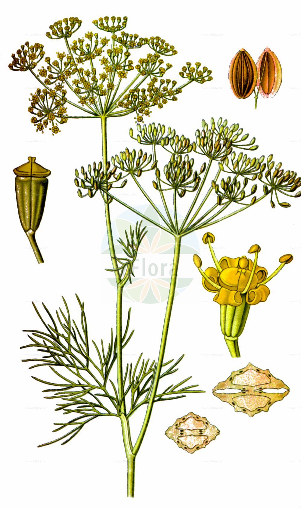 Anethum graveolens - Apiaceae,Plantae,Pteridobiotina,Angiosperms,Apiales,Apiaceae,Anethum,Anethum graveolens,Anethum arvense, Anethum graveolens subsp. australe, Anethum graveolens subsp. sowa, Anethum graveolens var. anatolicum, Anethum graveolens var. chevallieri, Anethum graveolens var. copiosum, Anethum graveolens var. nanum, Anethum graveolens var. parvifolium, Anethum graveolens var. tenerifrons, Anethum sowa, Angelica graveolens, Ferula graveolens, Ferula marathrophylla, Pastinaca anethum, Peucedanum anethum, Peucedanum graveolens, Peucedanum sowa, Selinum anethum, Selinum graveolens,Dill;Echter Dill;Gurkenkraut;dill;Aneth odorant;Fenouil bâtard;aneth;faux anis;eneldo;ameldo;nerdo;aneldo;anetaverón;aneto;hinojo hediondo;Aneto puzzolente;aneto odoroso;dille;endro;aneto;endrão;укроп пахучий;dereotu;kopër;anet;anega;kopar;dill;dild;koper ogrodowy;deiru;inondo;イノンド;ディル;navadni koper;kapor;kopr vonný;mărar;kôpor voňavý;кріп пахучий;обикновен копър;dill;tilli;shevet reichani;שֶׁבֶת רֵיחָנִי;shí luó;莳萝