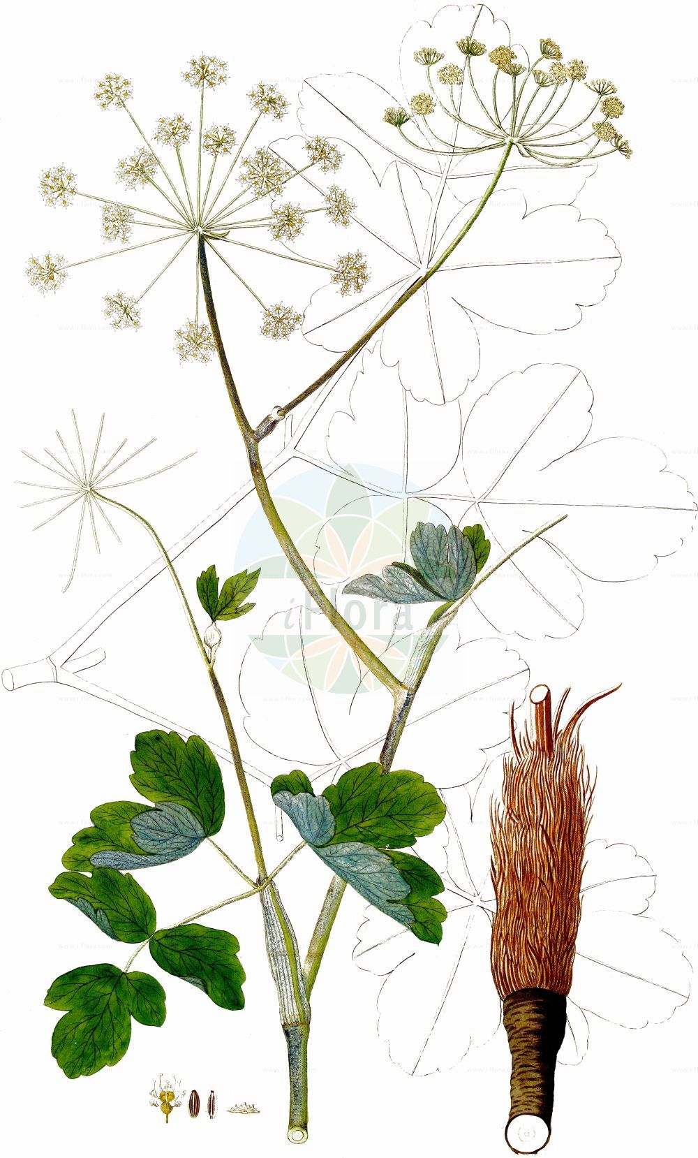 Laser trilobum - Apiaceae,Plantae,Pteridobiotina,Angiosperms,Apiales,Apiaceae,Laser,Laser trilobum,Angelica aquilegifolia, Angelica triloba, Laser aquilegifolium, Laserpitium aquilegiifolium, Laserpitium carniolicum, Laserpitium trilobum, Selinum aquilegifolium, Siler alpinum, Siler aquilegifolium, Siler trilobum,Gewöhnlicher Rosskümmel;Rosskümmel;laser;three-lobed laserwort;laser à trois lobes;laser trilobé;siler à trois lobes;lasero trilobo;siler;гладыш;лазурник трёхлопастный;kefe kimyonu;lazer;sujtár;timoj trojlaločný;lazer trojlaločný;timoj trojlaločný;лазурник трилопатевий;загърличе;мушки расковник;планински гладаш