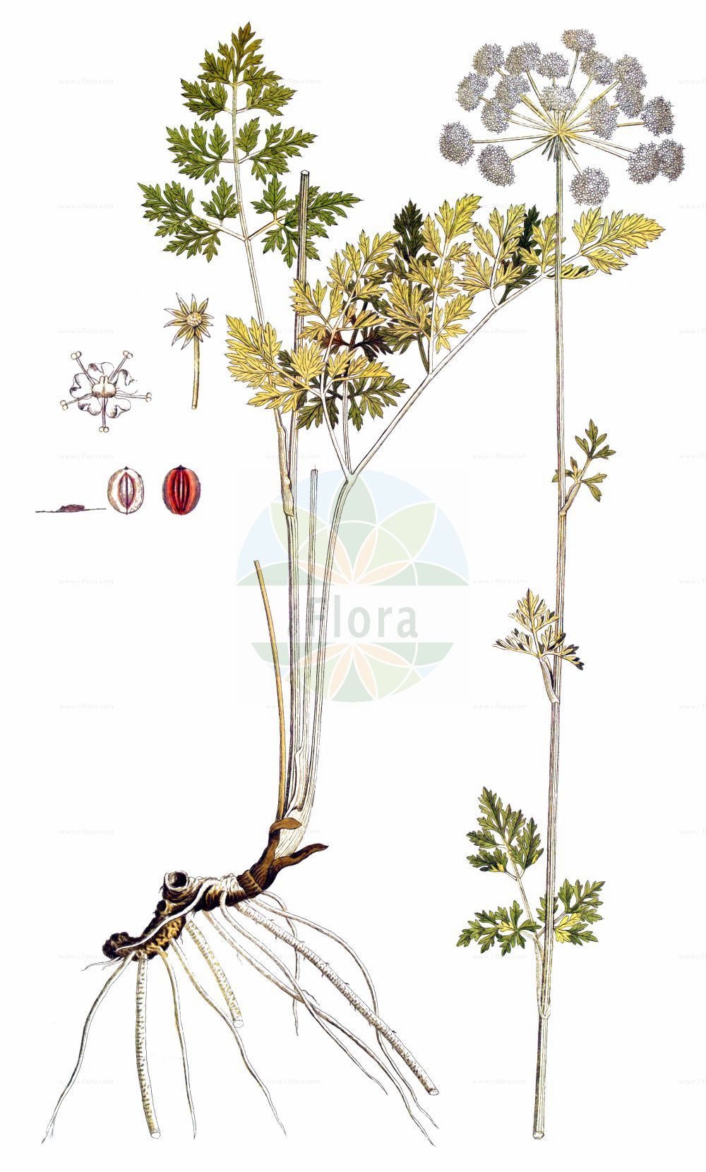 Peucedanum austriacum - Apiaceae,Plantae,Pteridobiotina,Angiosperms,Apiales,Apiaceae,Peucedanum,Peucedanum austriacum,Ferula austriaca, Ferula elegans, Ferula montana, Oreoselinum austriacum, Oreoselinum elegans, Oreoselinum montanum, Oreoselinum nigricans, Peucedanum bellardii, Peucedanum cnidioides, Peucedanum transsilvanicum, Pteroselinum austriacum, Pteroselinum intermedium, Pteroselinum montanum, Pteroselinum transsilvanicum, Selinum argenteum, Selinum austriacum, Selinum elegans, Selinum elegans, Selinum montanum, Selinum nigricans, Selinum nigrum, Selinum polymorphum, Selinum rablense,Österreichischer Haarstrang;Österreicher Haarstrang;Peucédan d'Autriche;Imperatoria austriaca;peucedano austriaco;горичник австрийский;selin;austrijska pukovica;avstrijski silj;osztrák kocsord;smldník rakouský;smldník rakouský;австрийска самодивска трева