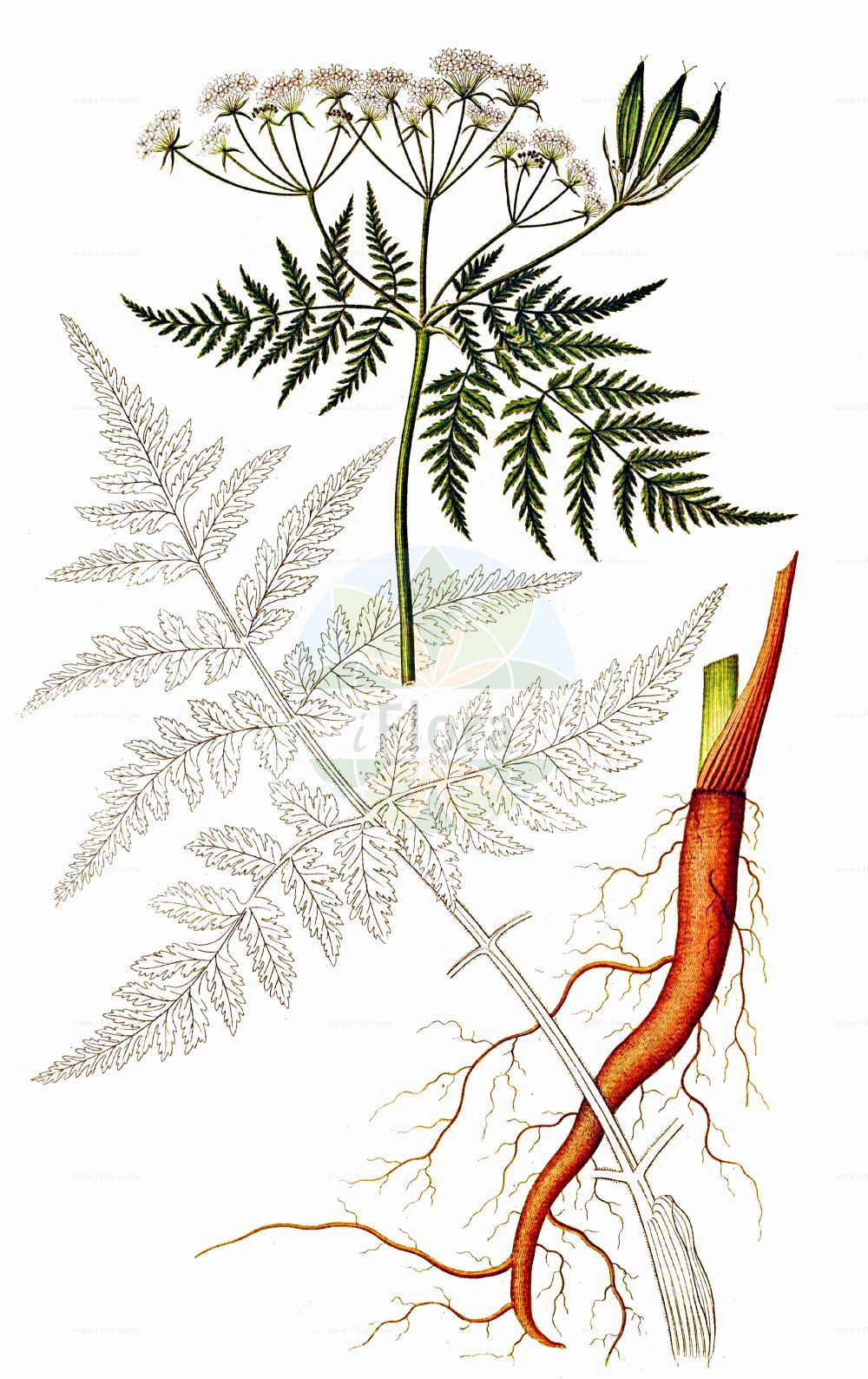 Myrrhis odorata - Apiaceae,Plantae,Pteridobiotina,Angiosperms,Apiales,Apiaceae,Myrrhis,Myrrhis odorata,Chaerophyllum odoratum, Lindera odorata, Myrrhis brevipedunculata, Myrrhis iberica, Myrrhis sulcata, Scandix odorata, Selinum myrrhis,Echte Süßdolde;Süßdolde;sweet cicely;myrrh;sweet chervil;anise;Cerfeuil musqué;cerfeuil anisé;cerfeuil d'Espagne;fougère musquée;grand cerfeuil sauvage;myrrhis odorant;persil d'anis de Lobel;perifollo oloroso;anises;anisinos;cerefolio almizclado;Mirride delle Alpi;cerfoglio di Spagna;finocchiella;felce muschiata;åker-kulla;roomse kervel;миррис душистая;mirrë;mirris;mirisna čehulja;åker-glim;spansk körvel;körvel;sødskærm;marchewnik anyżowy;marchewnik wonny;dišeči kromač;illatos mirhafű;čechřice vonná;čechrica voňavá;мірис запашний;mesiputk;spansk kjørvel;saksankirveli;spánarkerfill;kvapioji garduoklė