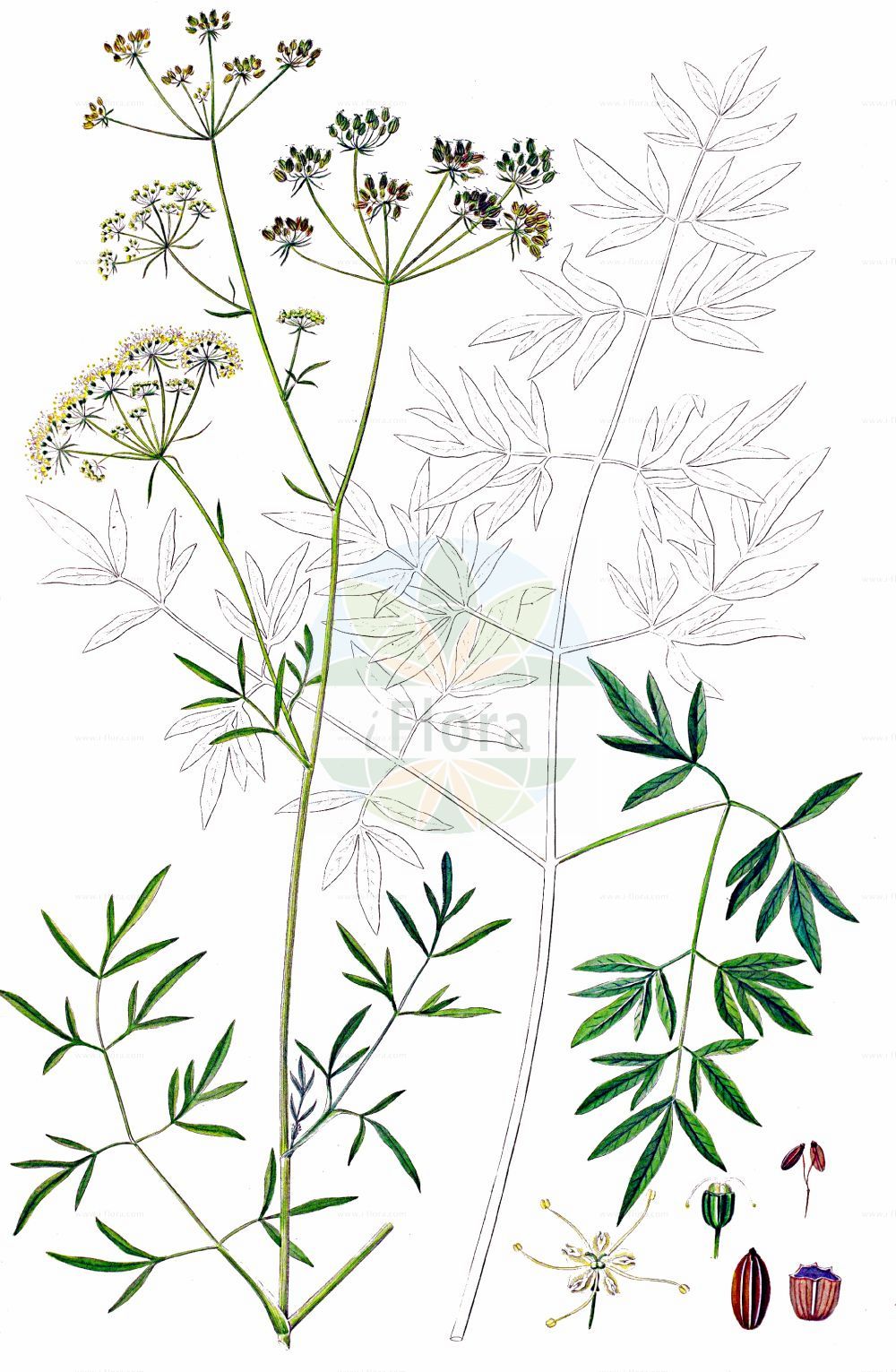 Silaum silaus - Apiaceae,Plantae,Pteridobiotina,Angiosperms,Apiales,Apiaceae,Silaum,Silaum silaus,Cnidium pratense, Cnidium silaus, Cnidium silaus, Crithmum silaus, Ligusticum silaus, Meum sibiricum, Meum silaus, Peucedanum album, Peucedanum album, Peucedanum alpestre, Peucedanum flavum, Peucedanum matthioli, Peucedanum pratense, Peucedanum serotinum, Peucedanum silaus, Saxifraga magna, Selinum alpestre, Selinum silaus, Seseli pratense, Seseli selinoides, Silaum alpestre, Silaum besseri, Silaum flavescens, Silaum serotinum, Silaum tenuifolium, Silaus alpestris, Silaus besseri, Silaus flavescens, Silaus matthioli, Silaus pratensis, Silaus serotinus, Silaus tenuifolius, Sium silaus,Wiesen-Silau;Wiesensilge;Silgenähnlicher Rosskümmel;pepper-saxifrage;meadow pepper;Fenouil des chevaux;peucédan des prés;silaüm silaüs;silaüs des prés;Silao;weide-kervel;weidekervel;морковник Бессера;морковник луговой;silaum;sílaum;žućkasta koromica;rysk ängssilja;ängssilja;peberskærm;koniopłoch łąkowy;travniška blestivka;sárga kígyókapor;koromáč olešníkový;silička úhľadná;silička žltá;морківник альпійський;морківник лучний;силаум;engkjeks;idänketunputki;lännenketunputki