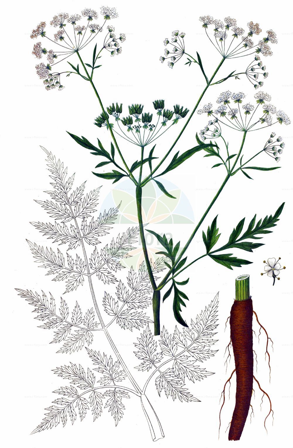 Anthriscus sylvestris - Apiaceae,Plantae,Pteridobiotina,Angiosperms,Apiales,Apiaceae,Anthriscus,Anthriscus sylvestris,Anthriscus alpina, Anthriscus candollei, Anthriscus chaerophyllea, Anthriscus elatior, Anthriscus intermedia, Anthriscus keniensis, Anthriscus keniensis f. gracilis, Anthriscus laevigata, Anthriscus nemorosa, Anthriscus pilosa, Anthriscus procera, Anthriscus sylvestris subsp. aemula, Anthriscus sylvestris subsp. alpina, Anthriscus sylvestris subsp. sylvestris, Anthriscus sylvestris var. abyssinica, Anthriscus sylvestris var. sylvestris, Anthriscus torquata, Anthriscus yunnanensis, Carum sylvestre, Caucalis aequicolorum, Cerefolium sylvestre, Cerefolium tenuifolium, Chaerefolium silvestre, Chaerophyllum affine, Chaerophyllum alpinum, Chaerophyllum angulatum, Chaerophyllum ateanum, Chaerophyllum cadonense, Chaerophyllum ghilanicum, Chaerophyllum infestum, Chaerophyllum lactescens, Chaerophyllum sylvestre, Chaerophyllum sylvestre var. ateanum, Chaerophyllum tumidum, Myrrhis chaerophyllea, Myrrhis chaerophylloides, Myrrhis sylvestris, Myrrhis torquata, Oreochorte yunnanensis, Peucedanum dissectum, Ptychotis sylvestris, Scandix sylvestris,Eigentlicher Wiesen-Kerbel;Wiesen-Kerbel;Wiesenkerbel;Schmalzipfliger Wiesen-Kerbel;Gewöhnlicher Wiesen-Kerbel;Alpen-Wiesen-Kerbel;cow parsley;keck;wild chervil;woodland beak chervil;queen anne's lace;Cerfeuil à divisions étroites;Cerfeuil des prés;anthrisque sauvage;cerfeuil sauvage;cerfeuil d'âne;ciguë blanche;anthriscus sylvestre;cerfeuil des bois;chérophylle sauvage;chérophylle sylvestre;fausse ciguë;persil d'âne;persil des bois;persil sauvage;cerefolio silvestre;jacea;hierba cicutaria;perfolio;cicuta;cicutaria;perifollo borde;zecuta;zibuda;Cerfoglio selvatico;anterisco;cerfoglio dei prati;mirride selvatica;hierba cicutaria;zibuda;fluitekruid;erva-cicutária;cicuta;cicuta-dos-prados;cicutária-dos-prados;купырь лесной;gımı;antriskusi i pyllit;sterpujë;cerfull bord;šumska krasuljica;hundloka;hundkäx;vild kørvel;trybula leśna;shaku;シャク;gozdna krebuljica;erdei turbolya;kerblík lesní;asmaţuchi;asmatui-de-padure;hașmaciucă;trebuľka lesná;бугила лісова;горски азмацук;mets-harakputk;meža suņburkšķis;hundekjeks;koiranputki;skógarkerfill;вељка красуљица;krūminis builis;é sān;峨参;jeon ho;전호