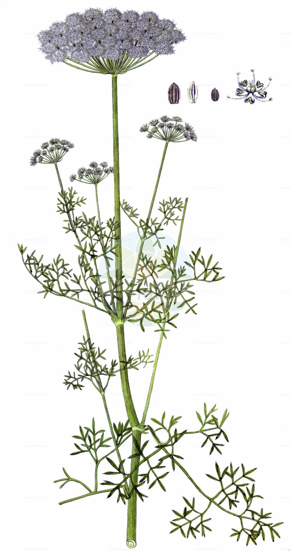 Ligusticum lucidum - Apiaceae,Plantae,Pteridobiotina,Angiosperms,Apiales,Apiaceae,Ligusticum,Ligusticum lucidum,Cnidium cuneifolium, Cnidium pyrenaeum, Coristospermum cuneifolium, Coristospermum lucidum, Coristospermum lucidum subsp. cuneifolium, Coristospermum lucidum subsp. seguieri, Coristospermum seguieri, Devillea pyrenaea, Imperatoria seguieri, Ligusticum cuneifolium, Ligusticum pyrenaeum, Ligusticum pyrenaicum, Ligusticum seguieri, Nabadium pyrenaicum, Selinum aristatum, Selinum seguieri, Seseli aristatum, Seseli ferulifolium, Thysselinum lucidum, Thysselinum nigrum,Glänzende Mutterwurz;Glänzender Liebstock;Ligustique luisante;ligustique brillante;ligustique des Pyrénées;Motellina lucida;ligustico lucido;vratik;turbit de muntanya;sjajni koprenjak