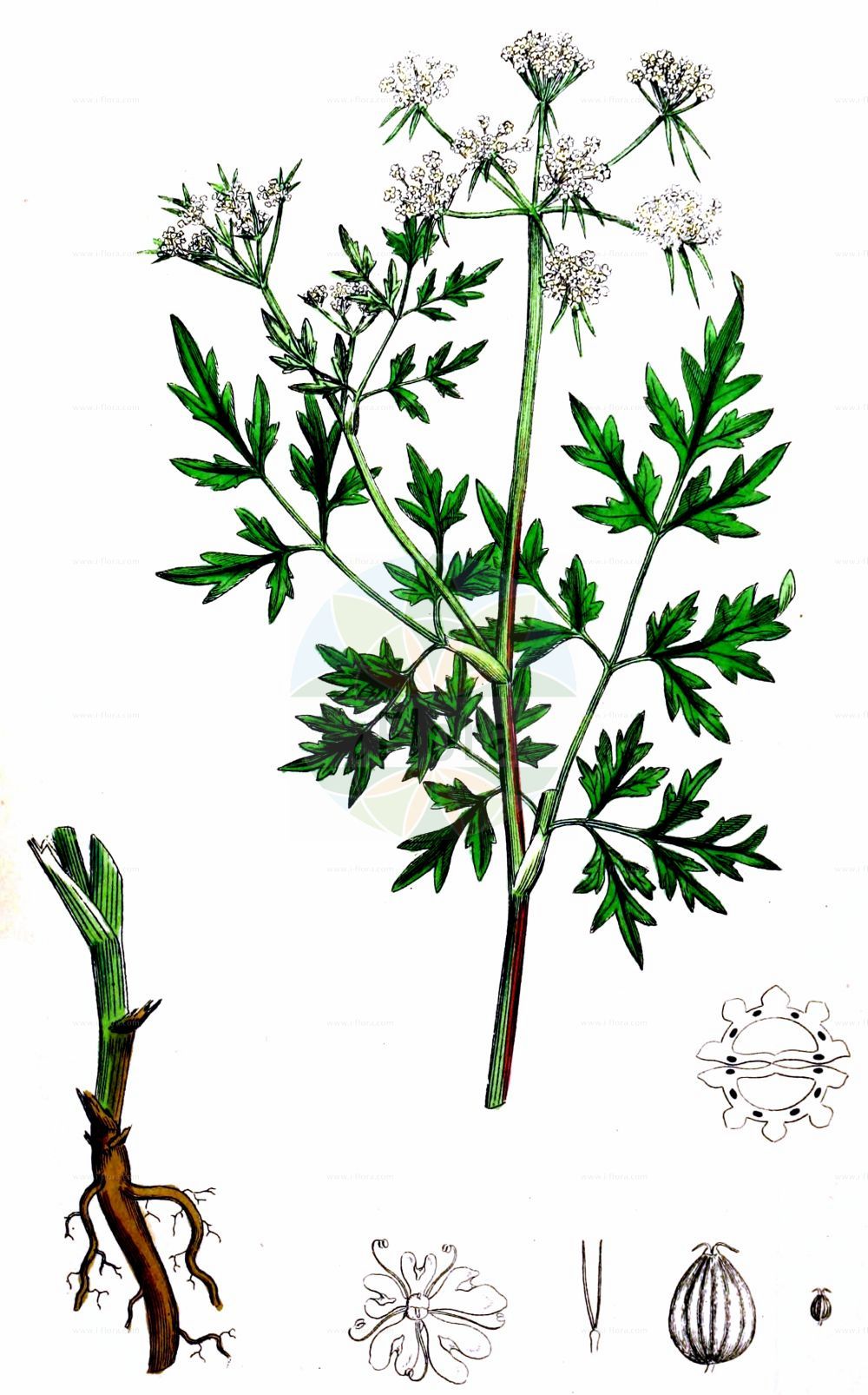 Aethusa cynapium subsp. elata - Apiaceae,Plantae,Pteridobiotina,Angiosperms,Apiales,Apiaceae,Aethusa,Aethusa cynapium,Aethusa cynapium subsp. elata,Aethusa cynapioides, Aethusa cynapium subsp. cynapioides, Aethusa cynapium subsp. gigantea, Aethusa cynapium var. elatior, Aethusa cynapium var. gigantea,Hohe Hundspetersilie;Wald-Hundspetersilie;Petite Ciguë élevée;stor vildpersilja;stor hundepersille;blekot cienisty;tetlucha kozí pysk vznešená;isohukanputki