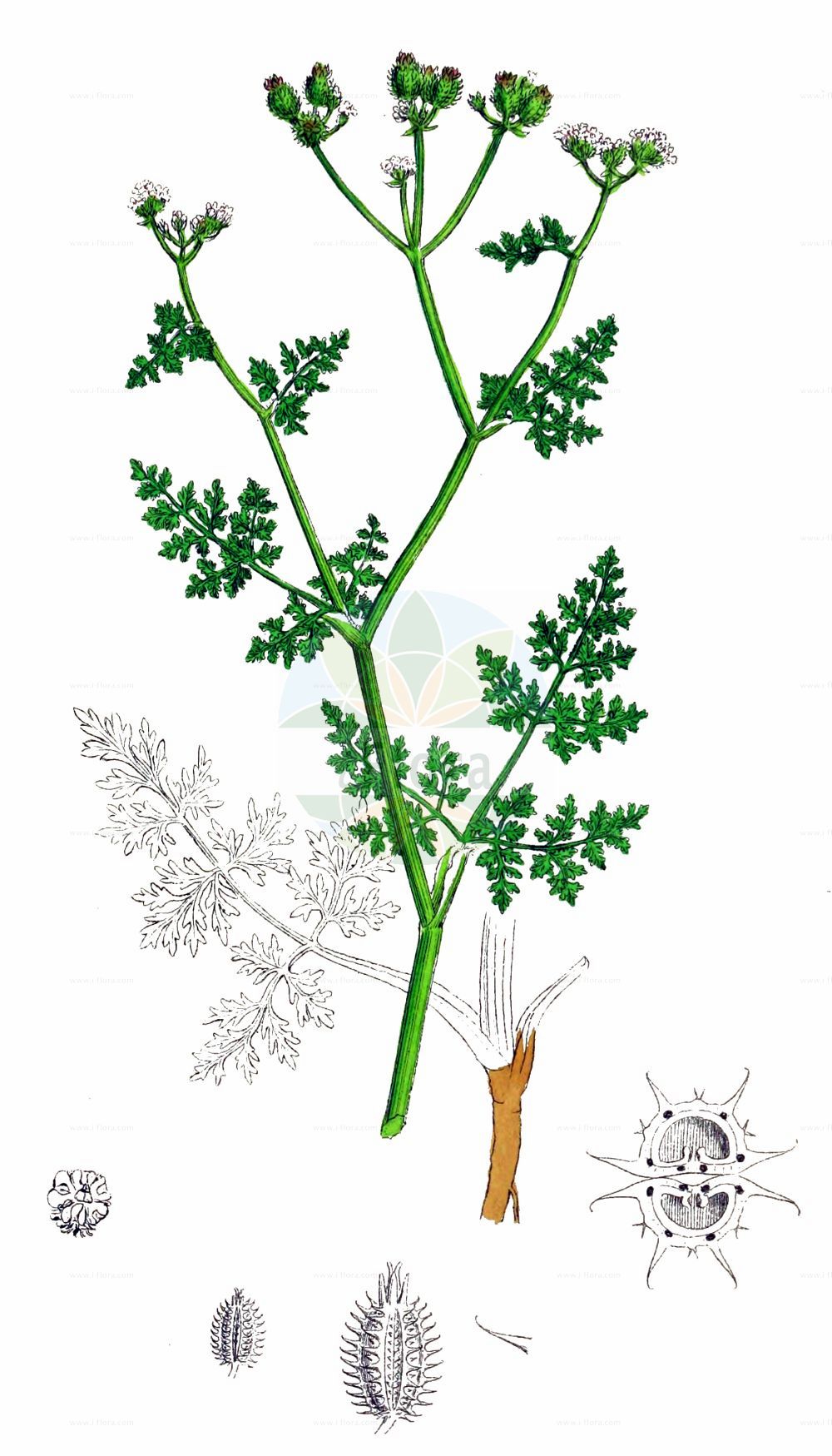 Orlaya grandiflora - Apiaceae,Plantae,Pteridobiotina,Angiosperms,Apiales,Apiaceae,Orlaya,Orlaya grandiflora,Caucalis grandiflora, Lisaea grandiflora, Orlaya media, Orlaya platycarpos, Platyspermum grandiflorum,Strahlen-Breitsame;Breitsame;Großblütiger Breitsame;large-flowered orlaya;large-flowered bug parsley;Orlaya à grandes fleurs;caucalis à grandes fleurs;girouille;semilla grande;cachorros;cadillos;salseta;Lappola bianca;lappola boaria;zecca;orlaia a fiori grandi;straalscherm;орлайя крупноцветковая;koca dilkanatan;orlaja lulemadhe;orlajë;cospí de flor gran;velecvjetna moračina;blomsterkörvel;velecvetna vehrica;orlay-murok;orlay-turbolya;paprska velkokvětá;lúčovka veľkokvetá;orlaya veľkokvetá;орлайя великоквіткова;орлайя крупноцветковая;едроцветно сраиливче;срамниче;крупноцветни стидак;стидак;ορλάγια