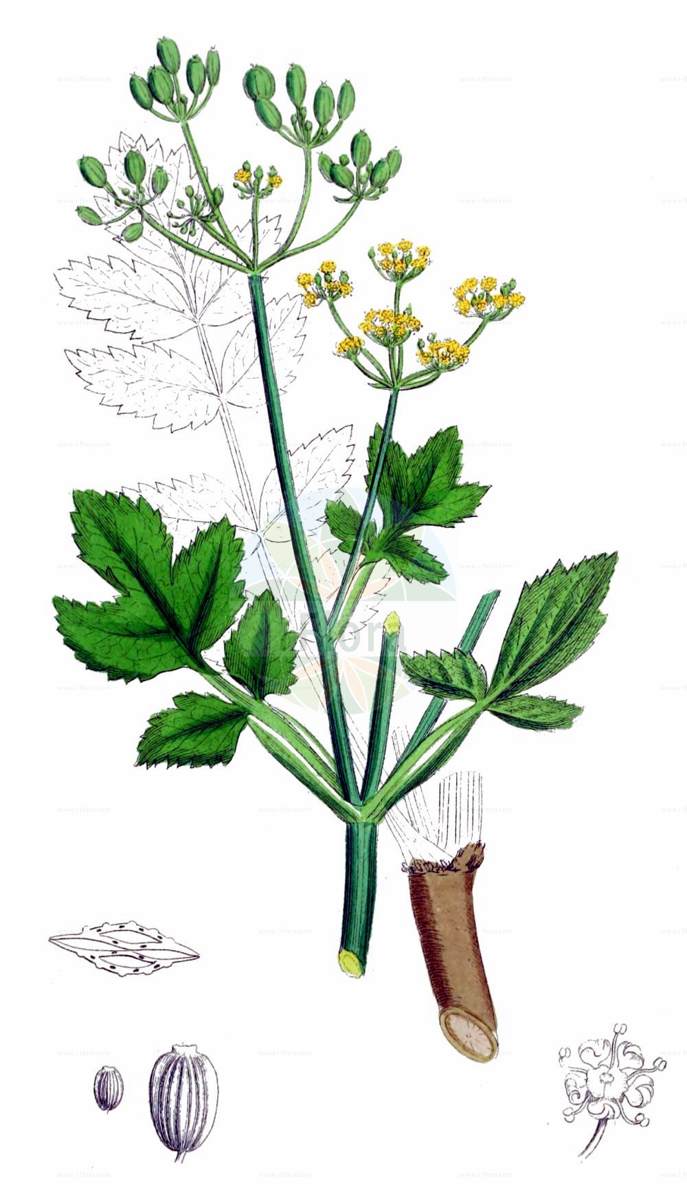Pastinaca sativa - Apiaceae,Plantae,Pteridobiotina,Angiosperms,Apiales,Apiaceae,Pastinaca,Pastinaca sativa,Anethum pastinaca, Elaphoboscum sativum, Pastinaca angulosa, Pastinaca capensis, Pastinaca esculenta, Pastinaca fleischmannii, Pastinaca heracleoides, Pastinaca insularis, Pastinaca insularis, Pastinaca opaca, Pastinaca pratensis, Pastinaca propinqua, Pastinaca sativa subsp. sylvestris, Pastinaca sativa subsp. sylvestris, Pastinaca sylvestris, Pastinaca taraxacifolia, Pastinaca tereticaulis, Pastinaca vulgaris, Peucedanum opacum, Peucedanum pastinaca, Peucedanum pastinaca, Peucedanum sativum, Selinum opacum, Selinum pastinaca,Gewöhnlicher Pastinak;Glanzloser Pastinak;Pastinak;Zottiger Pastinak;Brenn-Pastinak;Pastinake;Saat-Pastinak;Echte Pastinake;wild parsnip;parsnip;Panais cultivé;panais;grand chervis;pastenade blanche;panais commun;chirivía;perjil silvestre;apio del campo;elafobosco;pastinaca;zanahoria blanca;Pastinaca comune;pastinaca;pastinaca coltivata;gras-lathyrus;wilde pastinaak;gewone pastinaak;pastinaak;chirivia;pastinaga;alchirivia-hortense;cherevia;пастернак посевной;şeker havucu;pastinaka;pastanaga;xaravilla;xirivia;sjetveni pastinak;palsternacka;pastinak;pasternak zwyczajny;navadni rebrinec;pasztinák;pastinák setý;păstîrnac;paštrnák siaty;пастернак посівний;обикновен пащарнак;посевен пащърнак;harilik moorputk;sējas pastinaks;pastinakk;palsternakka;обични пастрнак;обични пастрњак;пастрњак;пашканат;paprastasis pastarnokas;παστινάκα