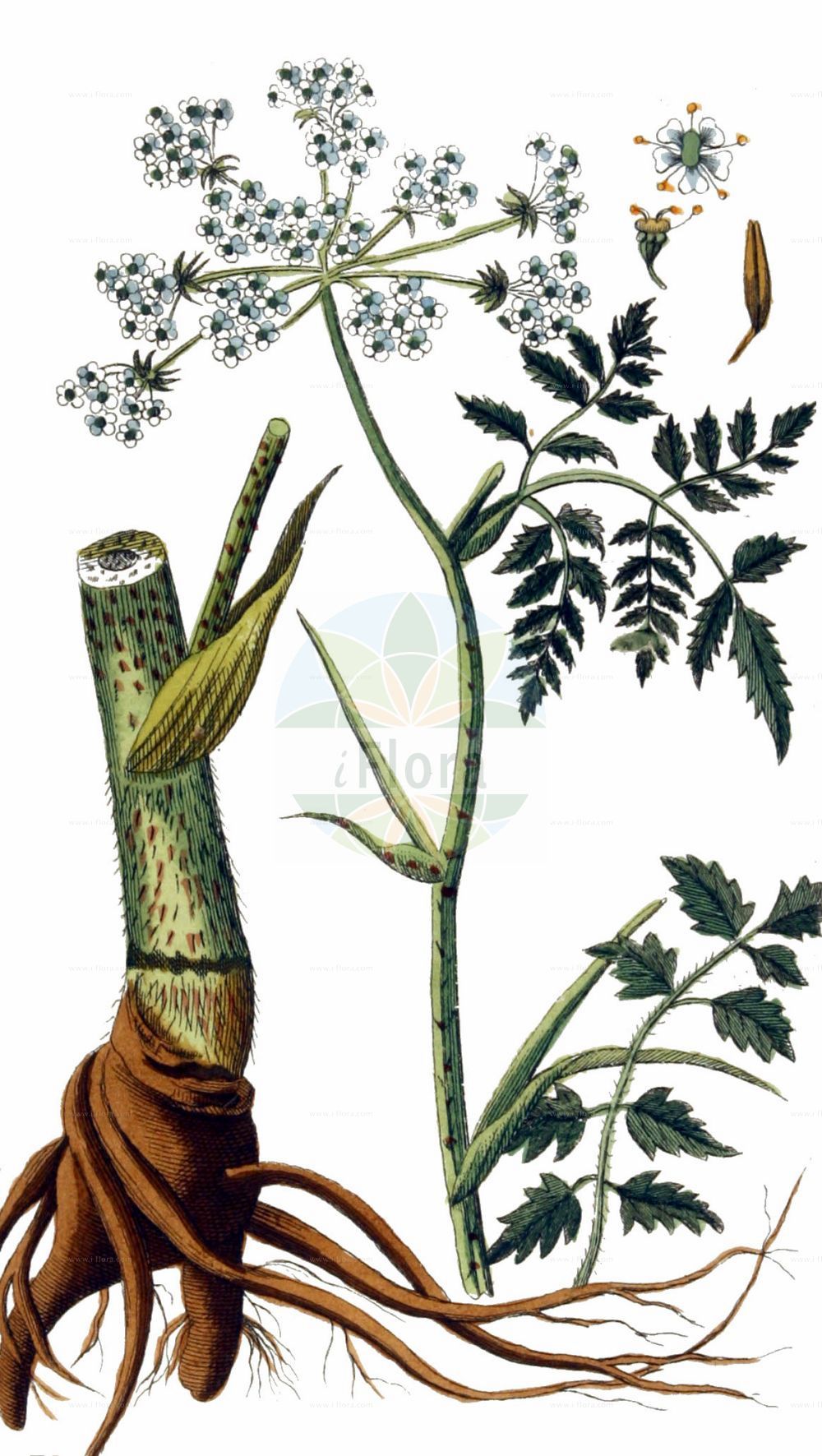 Chaerophyllum bulbosum - Apiaceae,Plantae,Pteridobiotina,Angiosperms,Apiales,Apiaceae,Chaerophyllum,Chaerophyllum bulbosum,Chaerophyllum bulbosum f. glabrum, Chaerophyllum bulbosum var. caucasicum, Chaerophyllum caucasicum, Chaerophyllum laevigatum, Chaerophyllum neglectum, Chaerophyllum rapaceum, Chaerophyllum verticillatum, Myrrhis tuberosa, Polgidon bulbosum, Scandix bulbosa, Selinum bulbosum,Rüben-Kälberkropf;Knolliger Kälberkropf;Kerbelrübe;Rübenkerbel;turnip-root chervil;bulbous chervil;tuberous chervil;turnip-rooted chervil;Chérophylle bulbeux;cerfeuil tubéreux;cerfeuil bulbeux;perifollo bulboso;perifollo tuberoso;cerifolio tuberoso;Cerfoglio bulboso;anacio bulboso;åker-rättika;knolk-Kervel;knolkervel;knolribzaad;бутень клубненосный;бутень луковичный;handok;stërpuja me qepujkë;lukovičasta krabljica;hund-floka;röt-körvel;hundfloka;rotkörvel;kørvelroe;świerząbek bulwiasty;gomoljasto trebelje;csemege baraboly;krabilice hlíznatá;baraboi;krabilice hlíznatá;krkoška hľuznatá;бутень бульбистий;грудков балдаран;mugul-varesputk;bumbuļu kārvele;knollkjeks;mukulakirveli;велика шарена трстика;gumboatasis gurgždis