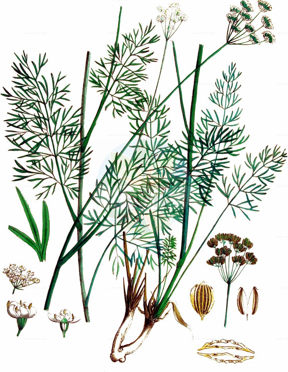 Dichoropetalum carvifolia - Apiaceae,Plantae,Pteridobiotina,Angiosperms,Apiales,Apiaceae,Dichoropetalum,Dichoropetalum carvifolia,Caroselinum chabraei, Chabrea carvifolia, Holandrea carvifolia, Imperatoria chabraei, Imperatoria pimpinellbides, Ligusticum decussatum, Oreoselinum chabraei, Oreoselinum podolicum, Palimbia carvifolia, Palimbia chabraei, Palimbia decussata, Pastinaca selinoides, Peucedanum carvifolia, Peucedanum carvifolia, Peucedanum chabraei, Peucedanum chabraei var. podolicum, Peucedanum decussatum, Peucedanum euphimiae, Peucedanum heterophyllum, Peucedanum lelievrei, Peucedanum palimbia, Peucedanum podolicum, Peucedanum saxatile, Pteroselinum chabraei, Schlosseria chabraei, Schlosseria heterophilla, Selinum carvifolium, Selinum chabraei, Selinum decussatum, Selinum lactescens, Selinum podolicum, Seseli chabraei,Kümmelblatt-Haarstrang;Kümmelblättriger Haarstrang;Kümmel-Haarstrang;caraway-milk parsley;Peucédan à feuilles de cumin;Imperatoria carvifoglia