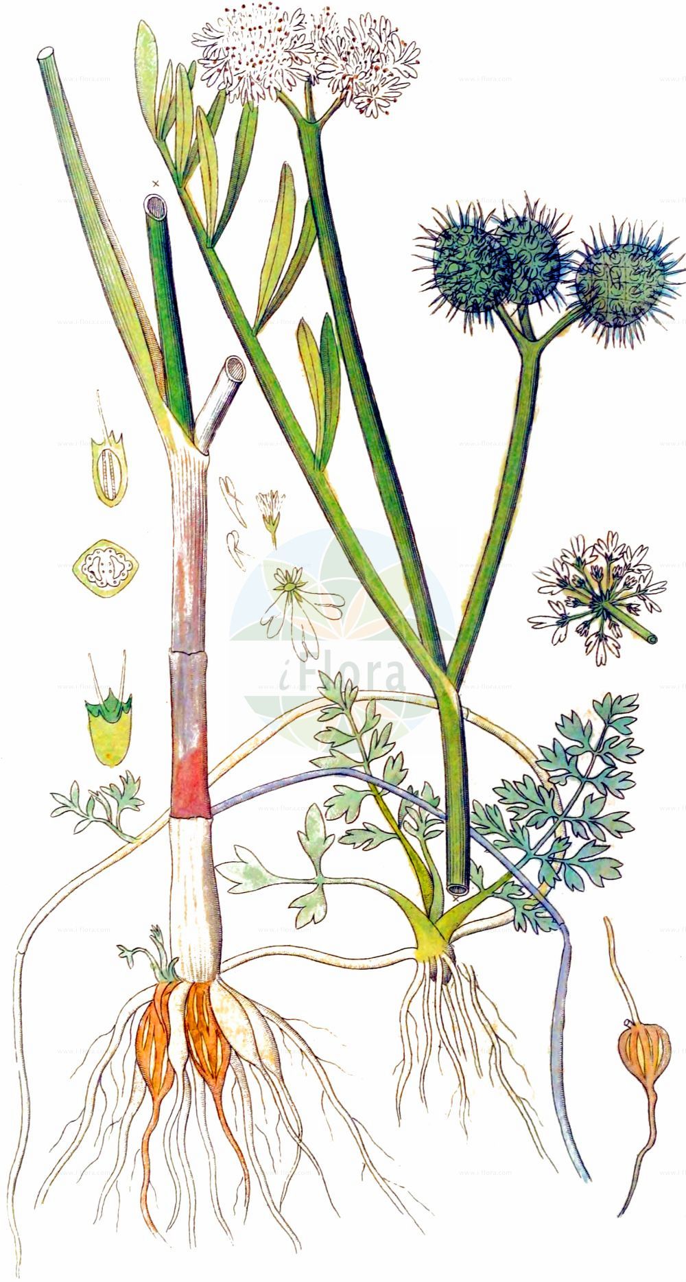 Oenanthe fistulosa - Apiaceae,Plantae,Pteridobiotina,Angiosperms,Apiales,Apiaceae,Oenanthe,Oenanthe fistulosa,Oenanthe filipendula, Oenanthe fistulifolia, Oenanthe lanceolata, Oenanthe tabernaemontana, Phellandrium dodonaei, Selinum fistulosum,Röhrige Pferdesaat;Röhren-Wasserfenchel;Röhriger Wasserfenchel;Röhrige Rebendolde;tubular water-dropwort;Oenanthe fistuleuse;oenanthe à tige creuse;Finocchio acquatico tubuloso;finocchio selvatico;finocchio-acquatico tubuloso;akker-leeuwebekje;pijptorkruid;омежник дудчатый;kazyak;barujca;luledhri;luledhri fyle;felandri fistulós;cjevasta trbulja;pipstäkra;vand-klaseskærm;kropidło piszczałkowate;navadnni sovec;bördös borgyökér;halucha dutá;halucha dutá;кухолистен воден морач;тръбесто йонанте;pulleapahaputki;yeinit nevuvah;יֵינִית נְבוּבָה;οινάνθη