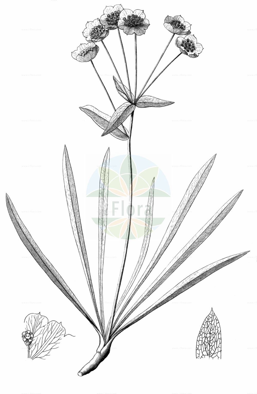 Bupleurum stellatum - Apiaceae,Plantae,Pteridobiotina,Angiosperms,Apiales,Apiaceae,Bupleurum,Bupleurum stellatum,Bupleurum amplexicaule, Bupleurum stellatum f. latifolium, Bupleurum stellatum f. majus, Bupleurum stellatum var. alpinum, Bupleurum stellatum var. pugmaeum,Stern-Hasenohr;Sterndolden-Hasenohr;Sternblütiges Hasenohr;Buplèvre étoilé;Bupleuro stellato