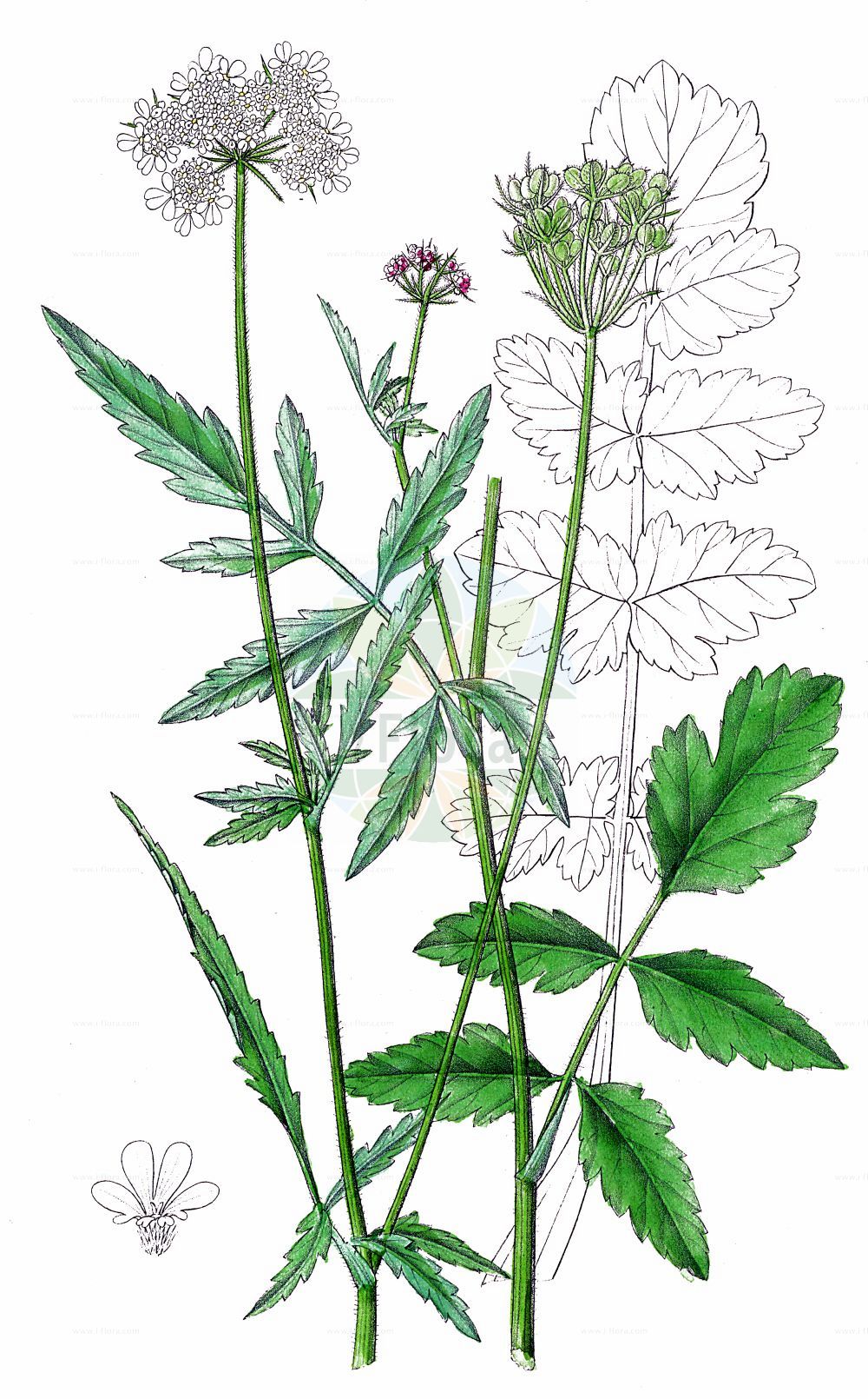 Tordylium maximum - Apiaceae,Plantae,Pteridobiotina,Angiosperms,Apiales,Apiaceae,Tordylium,Tordylium maximum,Caucalis maxima, Heracleum tordylium, Pastinaca maxima, Pastinaca tordylium, Selinum tordyliastrum, Tordylium grande, Tordylium lusitanicum, Tordylium magnum,Große Zirmet;Zirmet;Drehkraut;Riesen-Zirmet;hartwort;great hartwort;Tordyle élevé;tordyle majeur;tordile;grand tordyle;hierba raspera;mastuerzos;tordillo;Ombrellini maggiori;ombrellino delle steccie;tordilio maggiore;tordylium;тордилиум крупный;kocadavulotu;tordilë;tordilia e mahde;tordili;orjašica;tordylium;wszawiec wielki;veliki cirmet;szarvasgyökér;zapalička největší;zápalička väčšia;zápalička veliká;тордилій великий;едра нузла;едър тордилиум;вртовиље;μεγάλη καυκαλίθρα