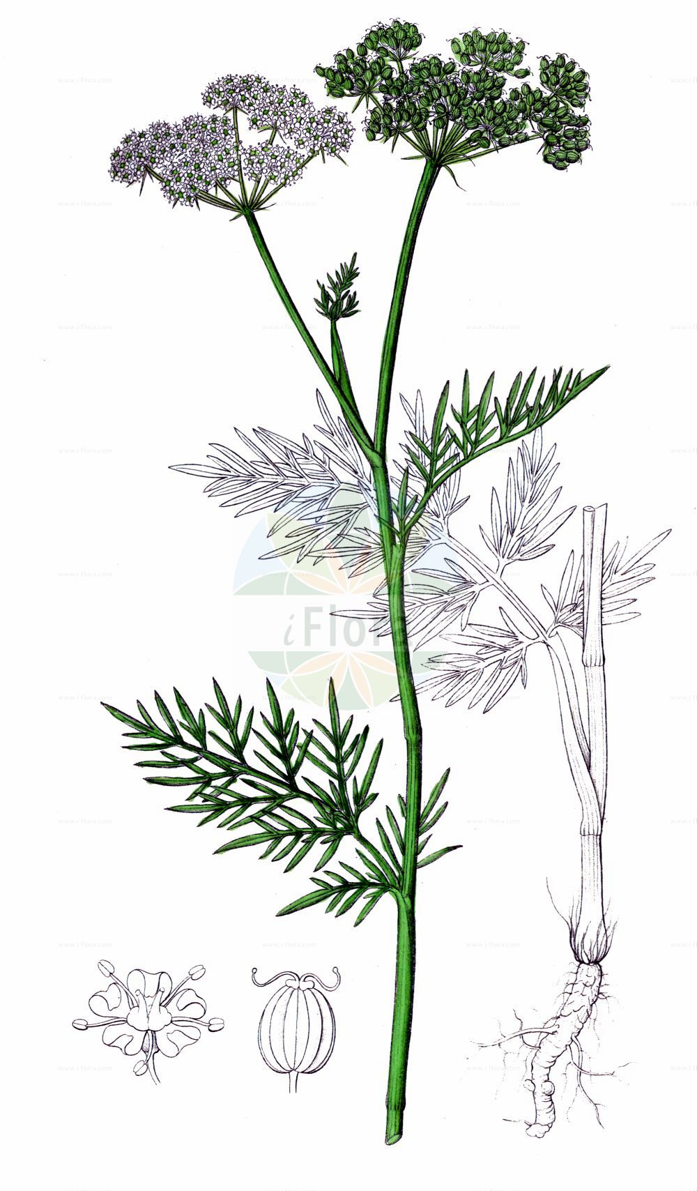 Kadenia dubia - Apiaceae,Plantae,Pteridobiotina,Angiosperms,Apiales,Apiaceae,Kadenia,Kadenia dubia,Aethusa venosa, Cnidium dubium, Cnidium dubium, Cnidium sylvestre, Cnidium venosum, Meum venosum, Selinum cenolophioides, Selinum dubium, Selinum laevicaule, Selinum lineare, Selinum pratense, Selinum turfosum, Selinum venosum, Seseli dubium, Seseli venosum, Thysselinum cantabrigense,Brenndolden-Silge;Brenndolde;Sumpf-Brenndolde;doubtful chickweed;sélin douteux;жгун-корень сомнительный;slidsilja;brændeskærm;selernica żyłkowana;gyíkvirág;jarva žilnatá;pálčivka žilkatá;стожильник сумнівний;niit-körveköömen;mānīgā knīdija;slirekjeks;paprastoji guostė