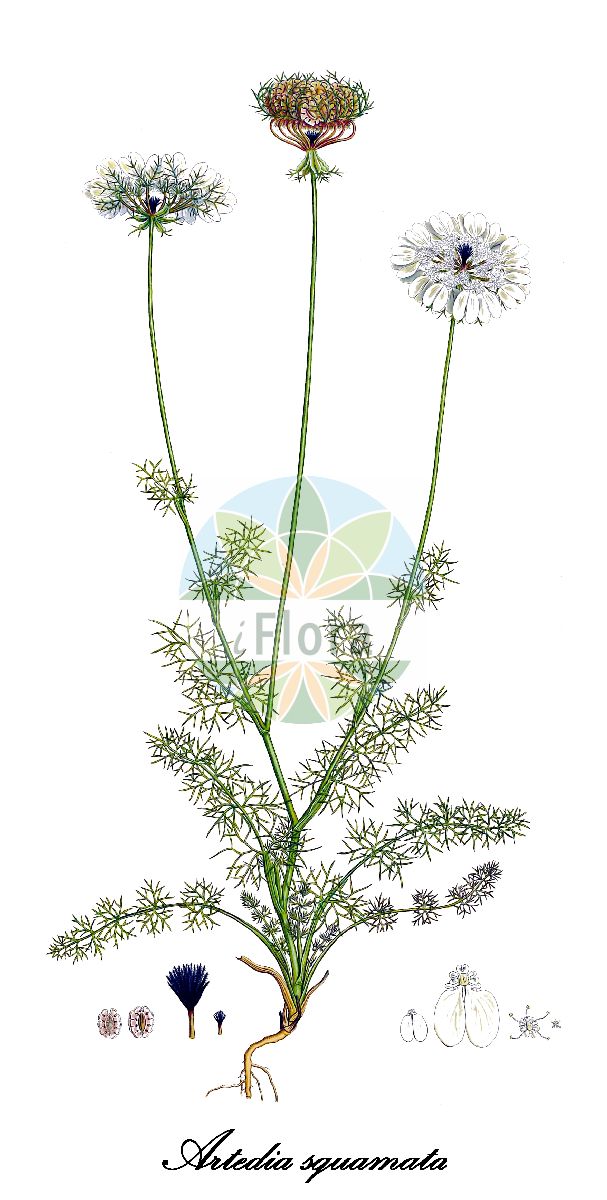 Artedia squamata - Apiaceae,Plantae,Pteridobiotina,Angiosperms,Apiales,Apiaceae,Artedia,Artedia squamata,Ammi aethifolium, Daucus artedia, Tordylium arthedia,karabenek;shafrirach kaskesanit;שַׁפְרִירָה קַשְׂקְשָׂנִית