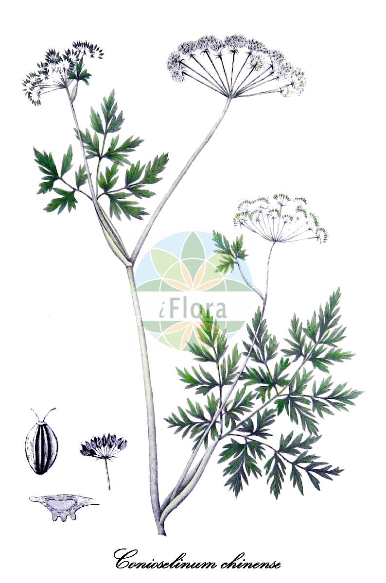 Conioselinum chinense - Apiaceae,Plantae,Pteridobiotina,Angiosperms,Apiales,Apiaceae,Conioselinum,Conioselinum chinense,Apium bipinnatum, Athamanta chinensis, Cnidium canadense, Cnidium chinense, Conioselinum benthamii, Conioselinum bipinnatum, Conioselinum canadense, Conioselinum chinense var. anticostense, Conioselinum chinense var. latilobum, Conioselinum chinense var. pacificum, Conioselinum dawsonii, Conioselinum filicinum, Conioselinum filicinum, Conioselinum gmelinii, Conioselinum nipponicum, Conioselinum pacificum, Conioselinum pumilum, Kreidion chinensis, Ligusticum chinense, Peucedanum filicinum, Peucedanum wolffianum, Selinum benthamii, Selinum canadense, Selinum chinense, Selinum dawsonii, Selinum pacificum