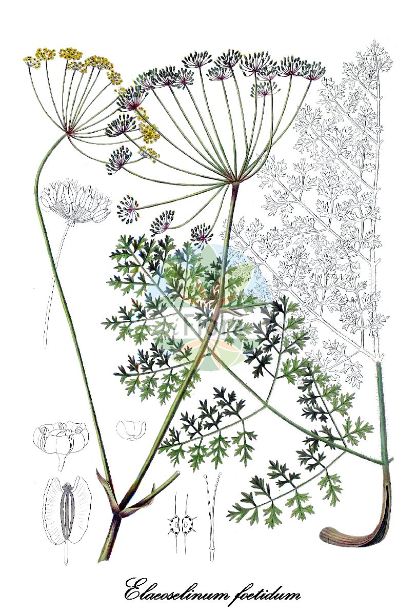 Thapsia foetida - Apiaceae,Plantae,Pteridobiotina,Angiosperms,Apiales,Apiaceae,Thapsia,Thapsia foetida,Cnidium fontanesii, Elaeoselinum foetidum, Elaeoselinum foetidum var. brachylobum, Elaeoselinum polygamum, Laserpitium africanum, Laserpitium atlanticum, Laserpitium polygamum,arrabaça-fedorenta;rabaça-fedorenta