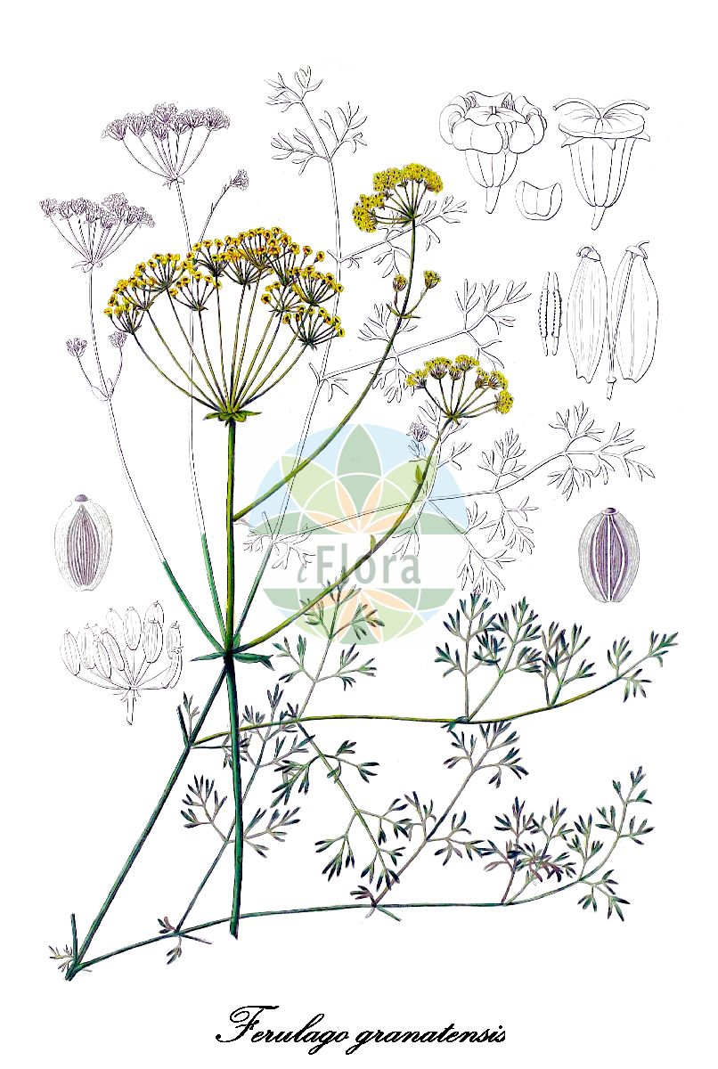 Ferulago granatensis - Apiaceae,Plantae,Pteridobiotina,Angiosperms,Apiales,Apiaceae,Ferulago,Ferulago granatensis,Ferula granatensis