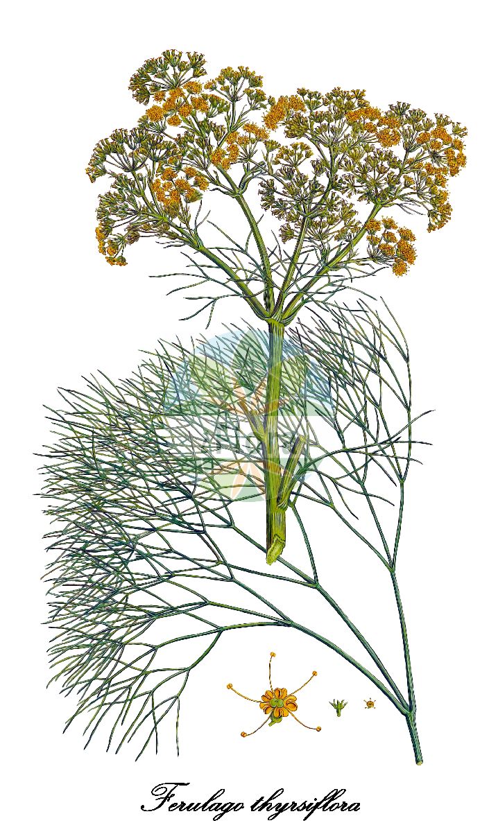 Ferulago thyrsiflora - Apiaceae,Plantae,Pteridobiotina,Angiosperms,Apiales,Apiaceae,Ferulago,Ferulago thyrsiflora,Ferula thyrsiflora