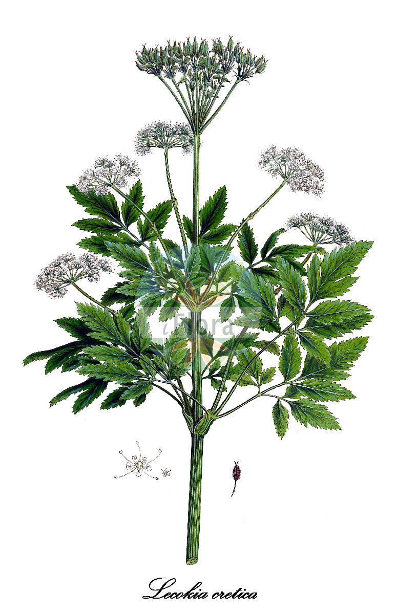 Lecokia cretica - Apiaceae,Plantae,Pteridobiotina,Angiosperms,Apiales,Apiaceae,Lecokia,Lecokia cretica,Apolgusa cretica, Athamanta cervariifolia, Cachrys cretica, Conilaria cretica, Scandix latifolia,eşek baldıranı;lekokeyah keretit;לקוקיה כריתית;לֵקוֹקְיָה כְּרֵתִית