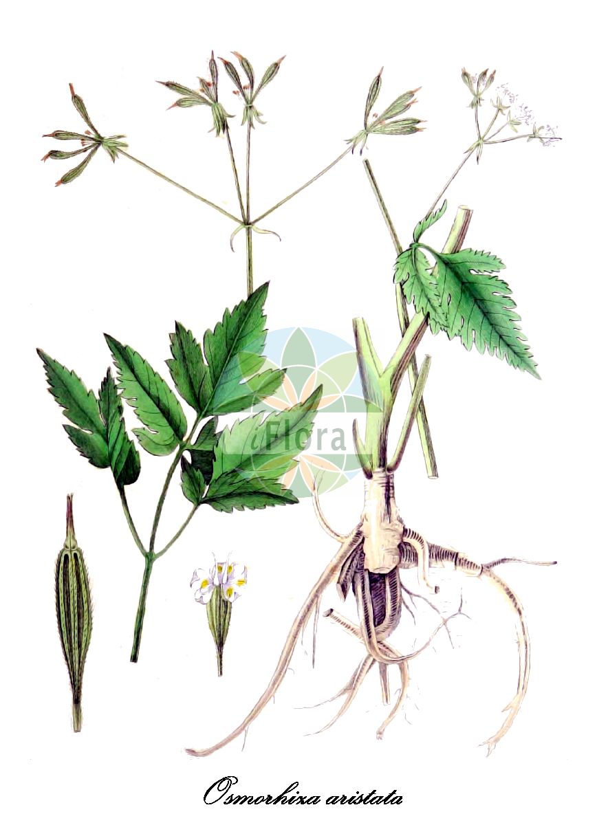 Osmorhiza aristata - Apiaceae,Plantae,Pteridobiotina,Angiosperms,Apiales,Apiaceae,Osmorhiza,Osmorhiza aristata,Myrrhis aristata, Osmorhiza amurensis, Osmorhiza japonica, Osmorhiza montana, Scandix amurensis, Scandix aristata, Sclerosperma mannii, Uraspermum aristatum, Uraspermum aristatum var. subintegrifoliolum,nagajirami;yabuninjin;ナガジラミ;ヤブニンジン;xiāng gēn qín;香根芹;gin sa sang ja;긴사상자