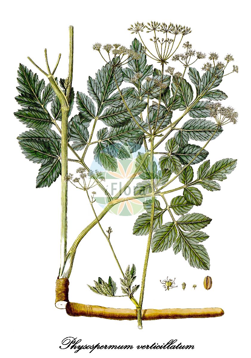 Physospermum verticillatum - Apiaceae,Plantae,Pteridobiotina,Angiosperms,Apiales,Apiaceae,Physospermum,Physospermum verticillatum,Alschingera verticillata, Danaa verticillata, Laserpitium verticillatum, Physospermum actaeifolium, Physospermum angelicifolium, Sphallerocarpus verticillatus,Quirl-Blasensame;fisospermo verticillato;pršljenasti doljan