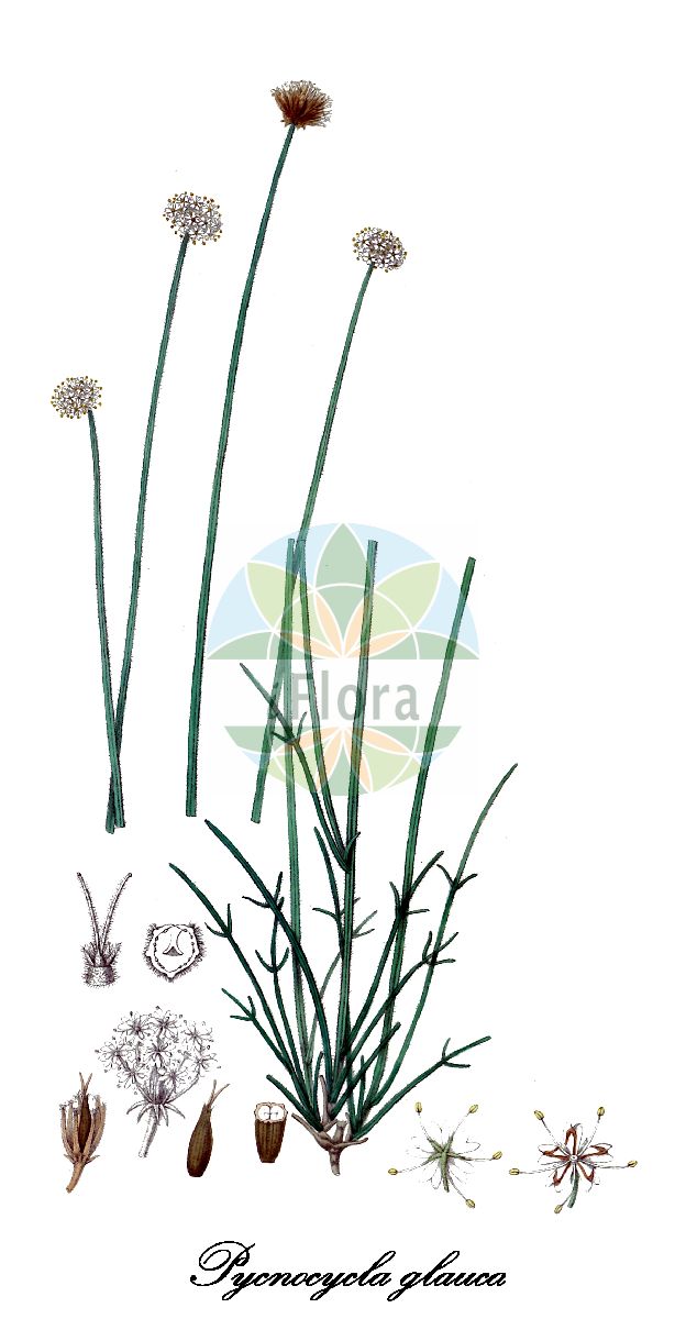 Pycnocycla glauca - Apiaceae,Plantae,Pteridobiotina,Angiosperms,Apiales,Apiaceae,Pycnocycla,Pycnocycla glauca,Chamaesciadium glaucum, Pycnocycla abyssinica
