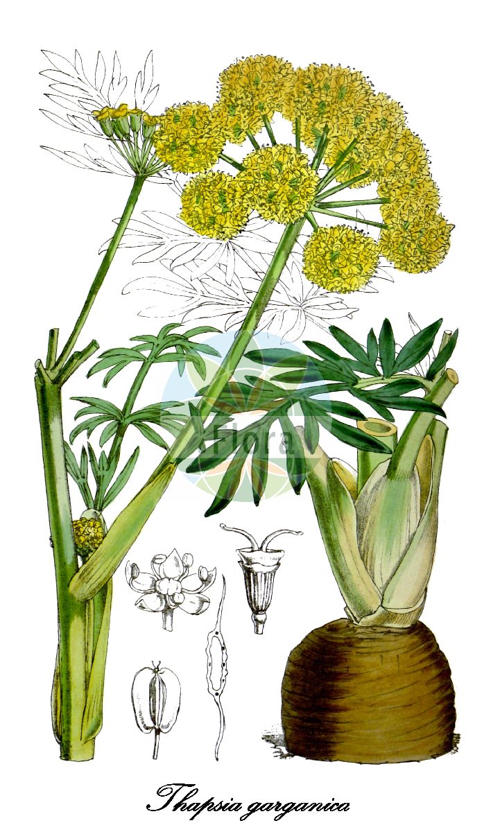 Thapsia garganica - Apiaceae,Plantae,Pteridobiotina,Angiosperms,Apiales,Apiaceae,Thapsia,Thapsia garganica,Thapsia lineariloba, Thapsia marocana, Thapsia praealta, Thapsia silphia, Thapsia stenocarpa, Thapsia sylphium,thapsia;firrastrina comune;delikörek;èdril;درياس ، بونافع