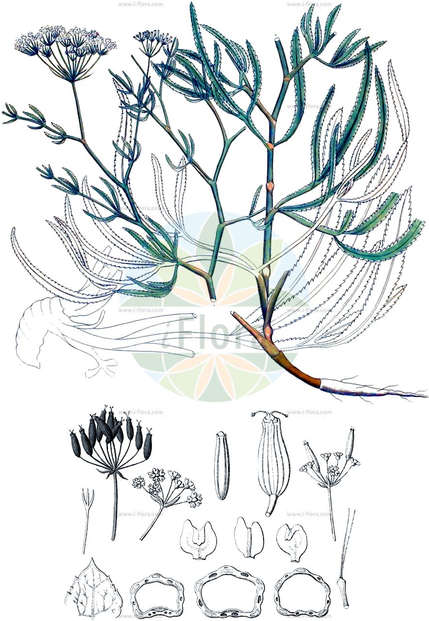 Falcaria vulgaris - Apiaceae,Plantae,Pteridobiotina,Angiosperms,Apiales,Apiaceae,Falcaria,Falcaria vulgaris,Bunium falcaria, Carum falcaria, Critamus agrestis, Critamus falcaria, Drepanophyllum agreste, Drepanophyllum falcaria, Drepanophyllum sioides, Falcaria agrestis, Falcaria falcaria, Falcaria glauca, Falcaria neglectissima, Falcaria persica, Falcaria rivini, Falcaria serrata, Falcaria sioides, Helosciadium falcaria, Prionitis falcaria, Prionitis falcata, Selinum falcaria, Seseli falcaria, Sium falcaria, Sium falcatum,Gewöhnliche Sichelmöhre;Sichelmöhre;Sicheldolde;longleaf;long-leaf sickleweed;sickleweed;sicklewort;Falcaire commune;falcaire des champs;faucillère des champs;faucillaire;falcaire;falcaire de Rivin;alcarravea;falcaria vulgar;jarava;Falcaria comune;falcaria dei prati;sikkelkruid;резак поручейниковидный;orakotu;falkare;obična srpica;skärblad;seglblad;sierpnica;sierpnica pospolita;navadna srpnica;sarlófű;srpek obecný;dornic;kosáčik obyčajný;srpek obecný;різак звичайний;дорник;сърнец;harilik sirpputk;parastā falkārija;sagkjeks;sirppiputki;обична српица;српица;chermeshit hassadot;חֶרְמֵשִׁית הַשָּׂדוֹת;paprastoji liaugara;φαλκάρια