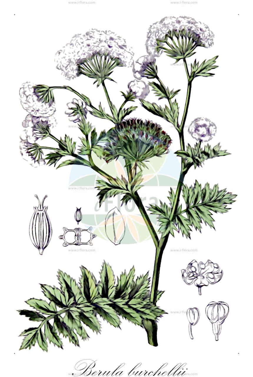Berula erecta - Apiaceae,Plantae,Pteridobiotina,Angiosperms,Apiales,Apiaceae,Berula,Berula erecta,Apium berula, Apium sium, Berla monspeliensium, Berula angustifolia, Berula angustifolia, Berula angustifolia, Berula erecta f. dentata, Berula erecta f. incisum, Berula erecta f. microphylla, Berula erecta f. repens, Berula erecta var. incisa, Berula erecta var. stenodon, Berula incisa, Berula orientalis, Berula orientalis, Berula pusilla, Carum sioides, Selinum berula, Siella erecta, Sium angustifolium, Sium berula, Sium erectum, Sium ferula, Sium incisum, Sium novae-mexicae, Sium orientale,Berle;Aufrechter Merk;Aufrechter Wassersellerie;Schmalblättriger Merk;Kleiner Merk;lesser water-parsnip;narrow-leaf water parsnip;narrow-leaved water parsnip;cutleaf waterparsnip;Berle dressée;berle à feuilles étroites;petite berle;persil des marais;arsafraga;berraña;berrera;berrera borde;berrera mala;chirivía;Sedanina d'acqua;erba canella;erba crociona;berula eretta;akker-zenegroen;kleine watereppe;abérula-das-águas;берула прямая;берула прямостоячая;gendeme;berulë;siumi gjethengushtë;galassa erecta;julivert bord;uspravni grešun;bäckmärke;sideskærm;potocznik wąskolistny;ozkolistni koščec;keskenylevelű békakorsó;mérgebékakorsós;potočník vzpřímený;cosițel;berla úzkolistá;berla vzpriamená;беруля пряма;сієла пряма;теснолистна берула;oja-haneputk;stāvā berula;vasskjeks;hanhenputki;бобур;обични бобур;усколисни хренак;berulah zekufah;בֵּרוּלָה זְקוּפָה;siauralapė drėgnuolė;tiān shān zé qín;天山泽芹