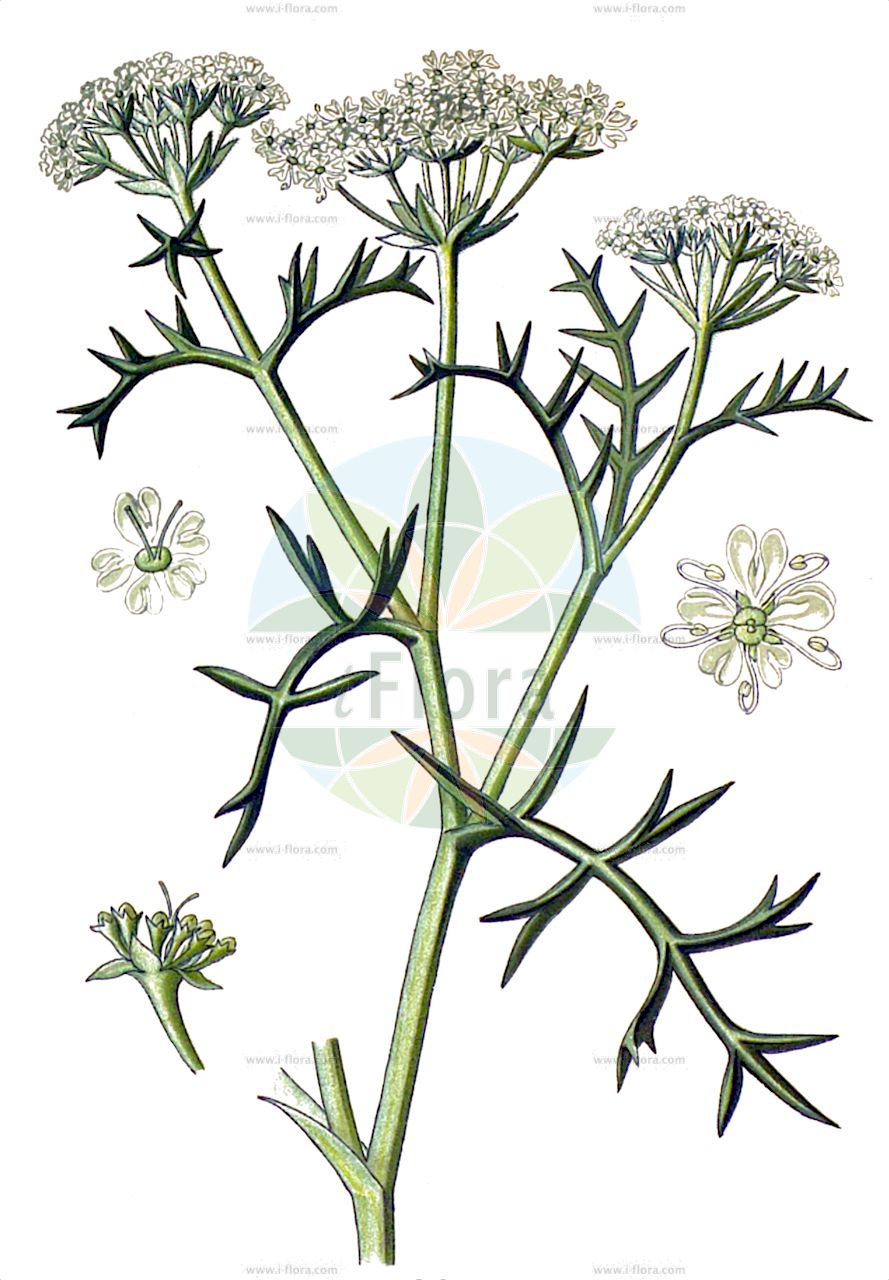 Echinophora spinosa - Apiaceae,Plantae,Pteridobiotina,Angiosperms,Apiales,Apiaceae,Echinophora,Echinophora spinosa,Selinum spinosum,Starre Stacheldolde;échinophore épineuse;panais épineux;panais porte-épines;zanahoria bastarda;zanahoria marina;finocchio-litorale spinoso;колюченосник колючий;ekinoforë;equinófora;trnovita ježika