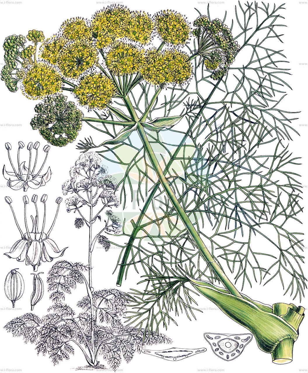 Ferula communis - Apiaceae,Plantae,Pteridobiotina,Angiosperms,Apiales,Apiaceae,Ferula,Ferula communis,Bubon rigidior, Ferula abyssinica, Ferula anatriches, Ferula communis var. anatriches, Ferula ferulago, Ferula lobeliana, Ferula montis-elgonis, Ferula nodiflora, Ferulago nodosa subsp. rigida, Lophosciadium meoides, Peucedanum ferula,Gemeines Rutenkraut;férule commune;férule à fleurs nodales;grande férule;gros fenouil;pamelier;ferula común;cañaheja;cañajelda;férula;ferula comune;finocchiaccio;canafrecha;ферула обыкновенная;ферульник обыкновенный;atkasnağı;ferula e rëndomtë;ferulë;canyafèl·lera;canyaferia comuna;fierla;feruľa obyčajná;kelech matzui;כֶּלֶךְ מָצוּי;كلخة;μεγάλος άρθηκας
