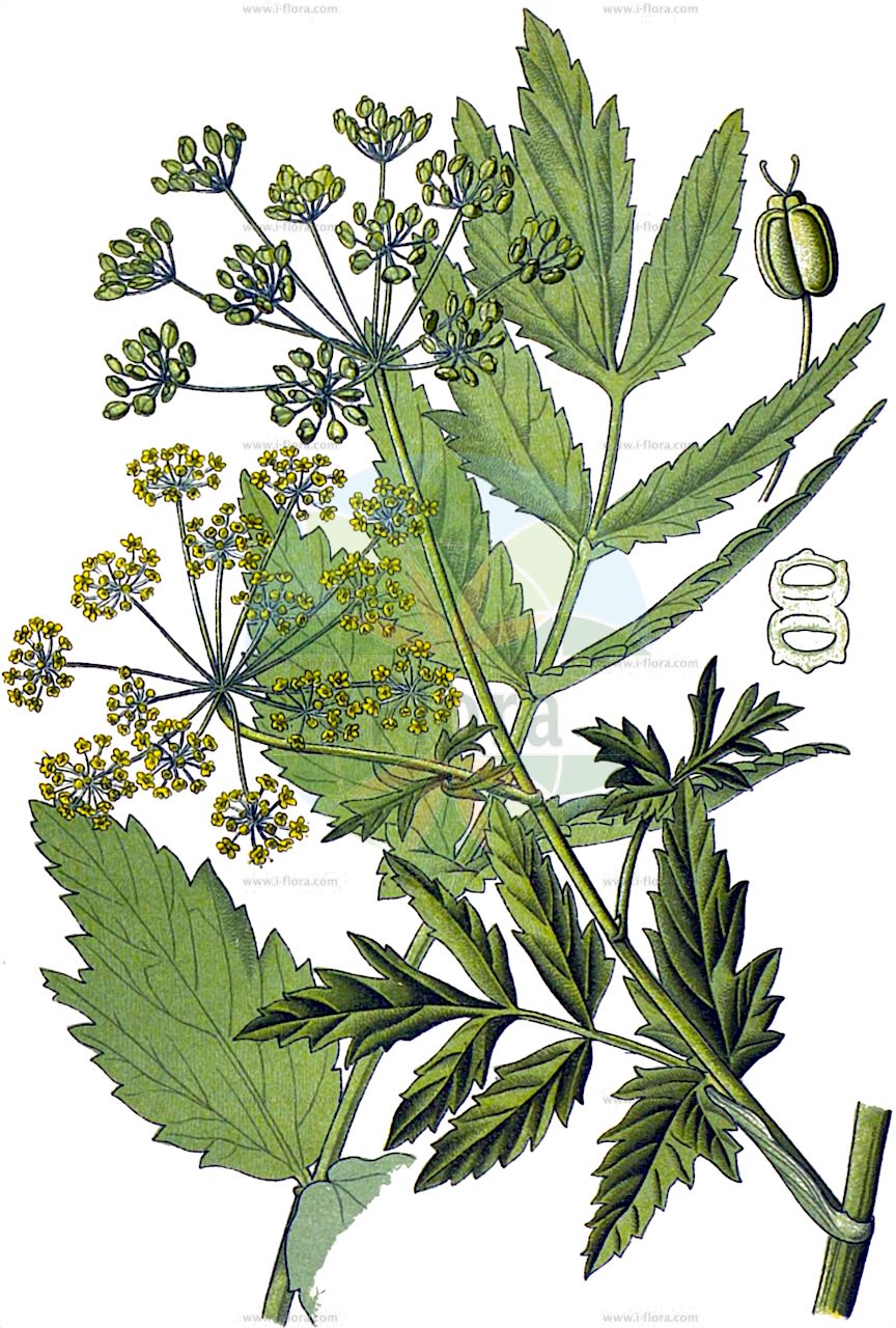 Pastinaca sativa - Apiaceae,Plantae,Pteridobiotina,Angiosperms,Apiales,Apiaceae,Pastinaca,Pastinaca sativa,Anethum pastinaca, Elaphoboscum sativum, Pastinaca angulosa, Pastinaca capensis, Pastinaca esculenta, Pastinaca fleischmannii, Pastinaca heracleoides, Pastinaca insularis, Pastinaca insularis, Pastinaca opaca, Pastinaca pratensis, Pastinaca propinqua, Pastinaca sativa subsp. sylvestris, Pastinaca sativa subsp. sylvestris, Pastinaca sylvestris, Pastinaca taraxacifolia, Pastinaca tereticaulis, Pastinaca vulgaris, Peucedanum opacum, Peucedanum pastinaca, Peucedanum pastinaca, Peucedanum sativum, Selinum opacum, Selinum pastinaca,Gewöhnlicher Pastinak;Glanzloser Pastinak;Pastinak;Zottiger Pastinak;Brenn-Pastinak;Pastinake;Saat-Pastinak;Echte Pastinake;wild parsnip;parsnip;Panais cultivé;panais;grand chervis;pastenade blanche;panais commun;chirivía;perjil silvestre;apio del campo;elafobosco;pastinaca;zanahoria blanca;Pastinaca comune;pastinaca;pastinaca coltivata;gras-lathyrus;wilde pastinaak;gewone pastinaak;pastinaak;chirivia;pastinaga;alchirivia-hortense;cherevia;пастернак посевной;şeker havucu;pastinaka;pastanaga;xaravilla;xirivia;sjetveni pastinak;palsternacka;pastinak;pasternak zwyczajny;navadni rebrinec;pasztinák;pastinák setý;păstîrnac;paštrnák siaty;пастернак посівний;обикновен пащарнак;посевен пащърнак;harilik moorputk;sējas pastinaks;pastinakk;palsternakka;обични пастрнак;обични пастрњак;пастрњак;пашканат;paprastasis pastarnokas;παστινάκα