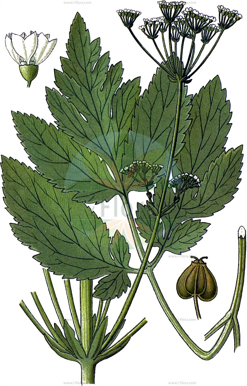 Physospermum verticillatum - Apiaceae,Plantae,Pteridobiotina,Angiosperms,Apiales,Apiaceae,Physospermum,Physospermum verticillatum,Alschingera verticillata, Danaa verticillata, Laserpitium verticillatum, Physospermum actaeifolium, Physospermum angelicifolium, Sphallerocarpus verticillatus,Quirl-Blasensame;fisospermo verticillato;pršljenasti doljan