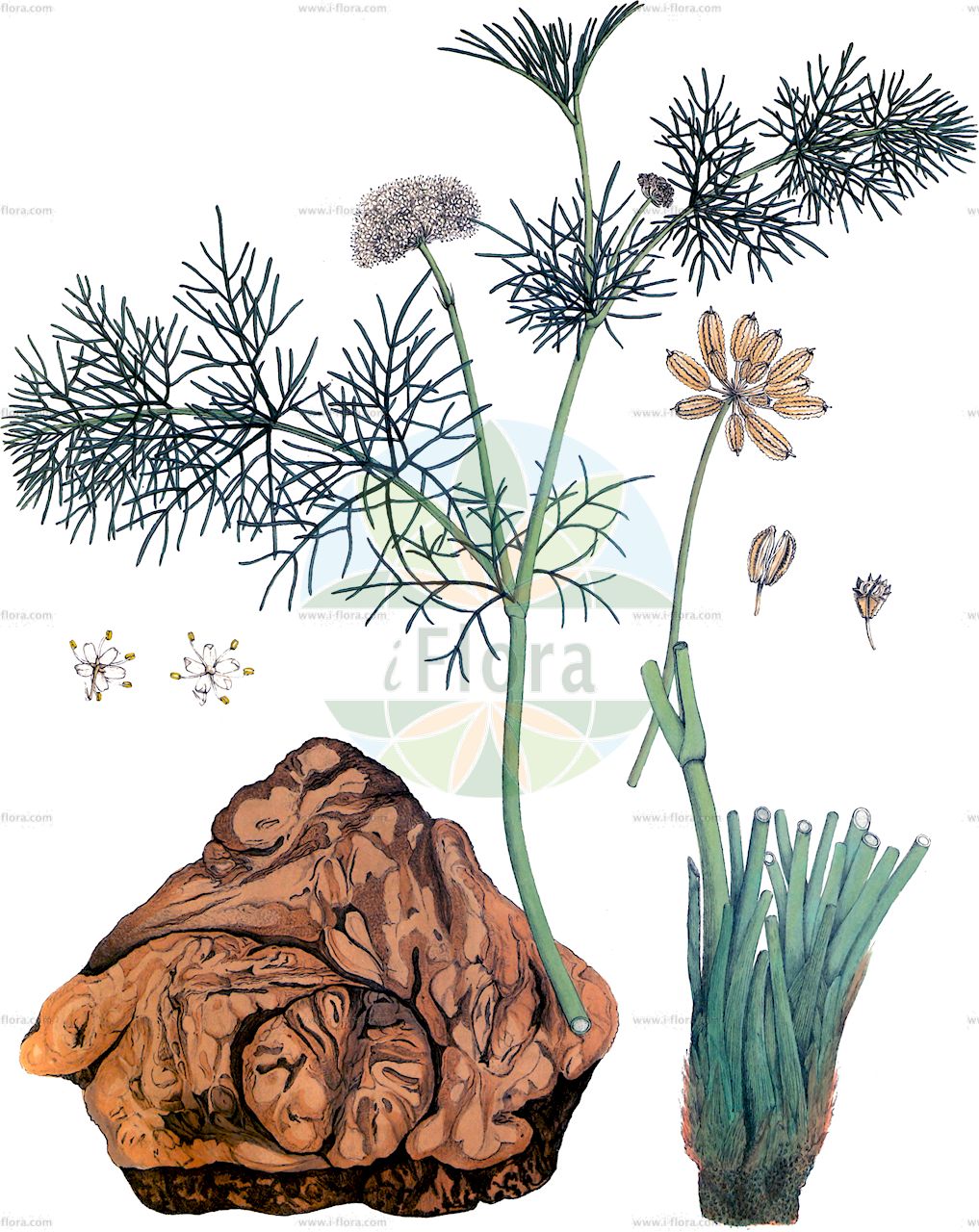 Prangos pabularia - Apiaceae,Plantae,Pteridobiotina,Angiosperms,Apiales,Apiaceae,Prangos,Prangos pabularia,Cachrys lophoptera, Koelzella pabularia, Prangos hissarica, Prangos lophoptera, Prangos pachypoda, Prangos scabra