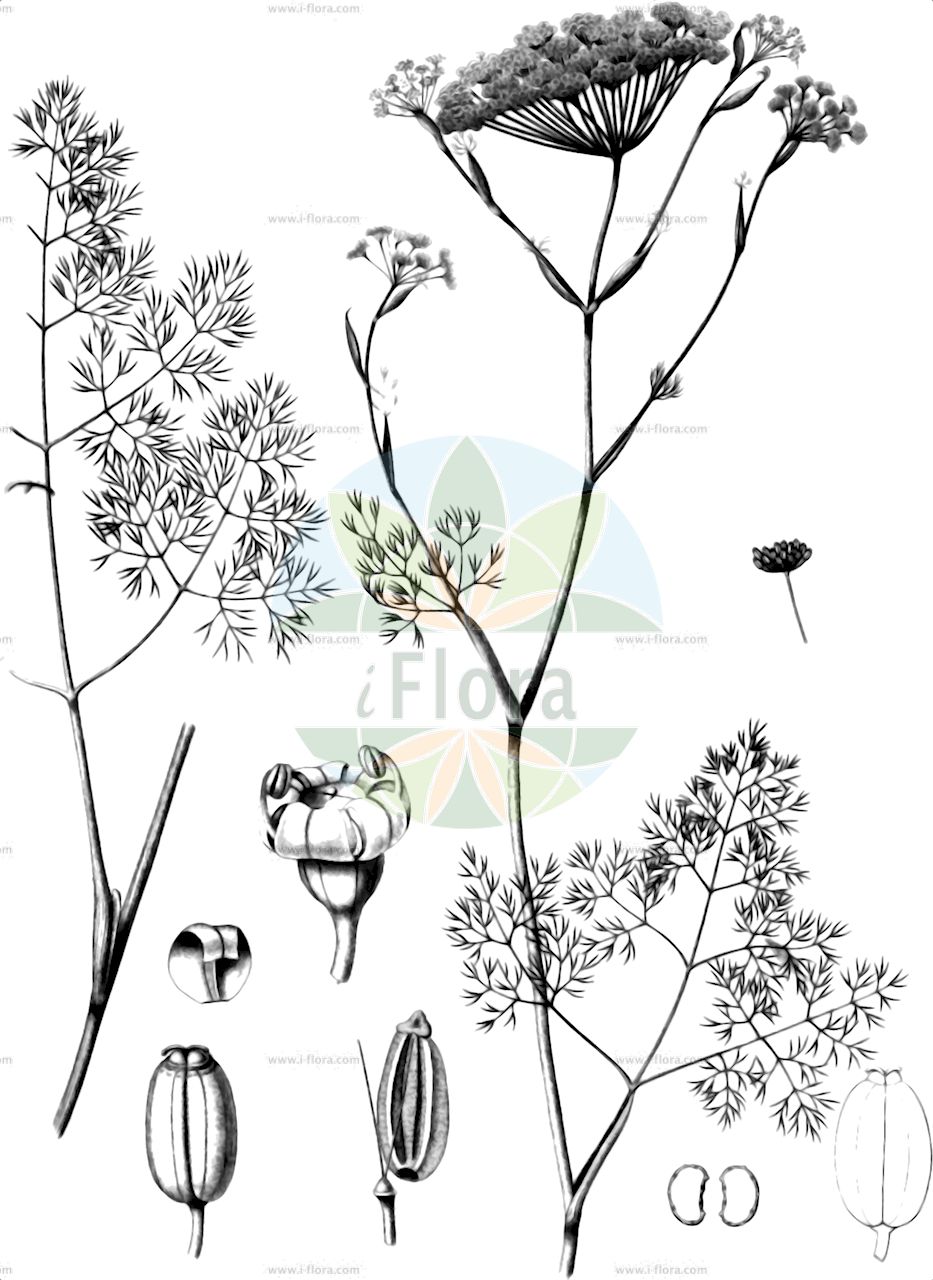 Ridolfia segetum - Apiaceae,Plantae,Pteridobiotina,Angiosperms,Apiales,Apiaceae,Ridolfia,Ridolfia segetum,Anethum arvense, Anethum graveolens, Anethum graveolens subsp. segetum, Anethum pusillum, Anethum segetum, Apium junceum, Carum ridolfia, Ferula quercetorum, Ferulago quercetorum, Foeniculum segetum, Meum segetum,Acker-Ridolfie;ridolfia des moissons;aneth des moissons;neldo;nerdo;enerdo;ridolfia;endrado;eneldo;hinojo borde;mastuerzo;aneto puzzolente;ridolfia delle messi;andragem;andrage;endrage;endrão;endro;funcho-bastardo;sarı maydanoz;fonollasa;fonollasa de sembrat;divlji komorač;falsk fänkål;nirit hakkamah;נִירִית הַקָּמָה