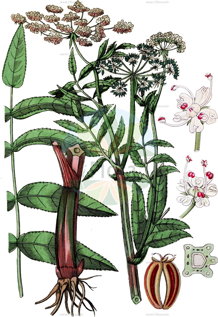 Sium latifolium - Apiaceae,Plantae,Pteridobiotina,Angiosperms,Apiales,Apiaceae,Sium,Sium latifolium,Cicuta latifolia, Coriandrum latifolium, Drepanophyllum latifolium, Drepanophyllum palustre, Pimpinella latifolia, Selinum sium, Sisarum germanorum, Sisarum macrophyllum, Sisarum palustre, Sium latissimum, Sium sulcatum,Breitblättriger Merk;Großer Merk;greater water-parsnip;broad-leaf water parsnip;wideleaf waterparsnip;Berle à larges feuilles;berle à feuilles larges;ache aquatique;berle à large feuilles;grande berle;berraña;Sedanina selvatica;sedano d'acqua;berula a foglie larghe;akker-geelster;groote watereppe;grote watereppe;поручейник широколистный;sium;siumi gjethengushtë;creixen de fulla ampla;creixens borts;creixonera;habit de siquia;širokolisni grešun;vattenmärke;bredbladet mærke;marek szerokolistny;podagrycznik pospolity;širokolistna koščica;széleslevelű békakorsó;sevlák potoční;sevlák širolistý;bolonică;potočník širokolistý;вех широколистий;широколистен крайводник;широколистен ручейник;harilik jõgipukt;platlapu cemere;stor vasskjeks;sorsanputki;обични хренак;широколисни хренак;plačialapė drėgmenė