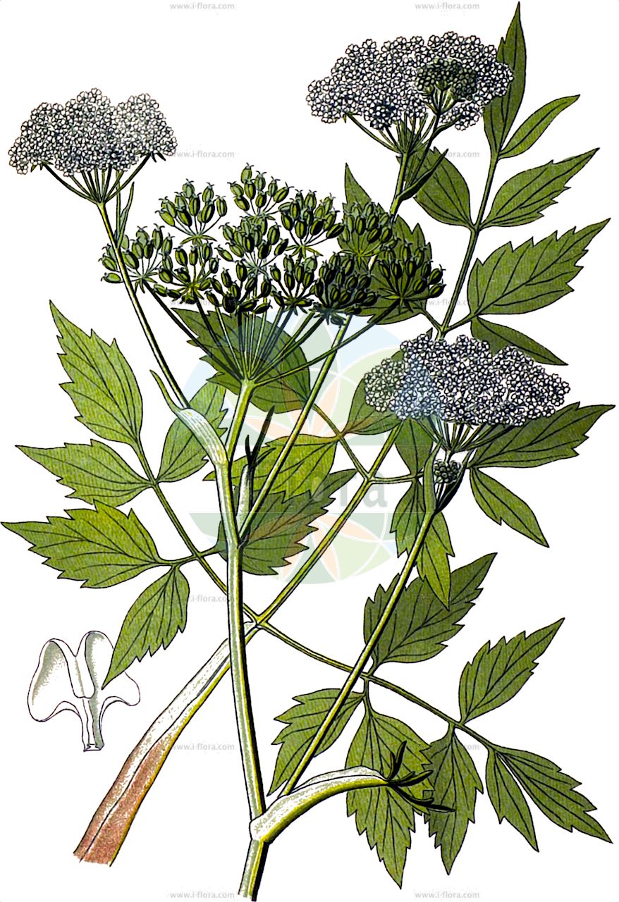 Ostericum palustre - Apiaceae,Plantae,Pteridobiotina,Angiosperms,Apiales,Apiaceae,Ostericum,Ostericum palustre,Angelica palustris, Angelica pancicii, Angelica pratensis, Gomphopetalum albiflorum, Imperatoria palustris, Ostericum albiflorum, Ostericum pratense, Selinum odoratum, Selinum ostericum,Sumpf-Engelwurz;bog angelica;marsh angelica;angélique palustre;дудник болотный;močvarna anđelika;starodub łąkowy;réti angyalgyökér;děhel bahenní;matizna bahenní;ostrík močiarny;маточник болотний;emaputk;purva mātsakne