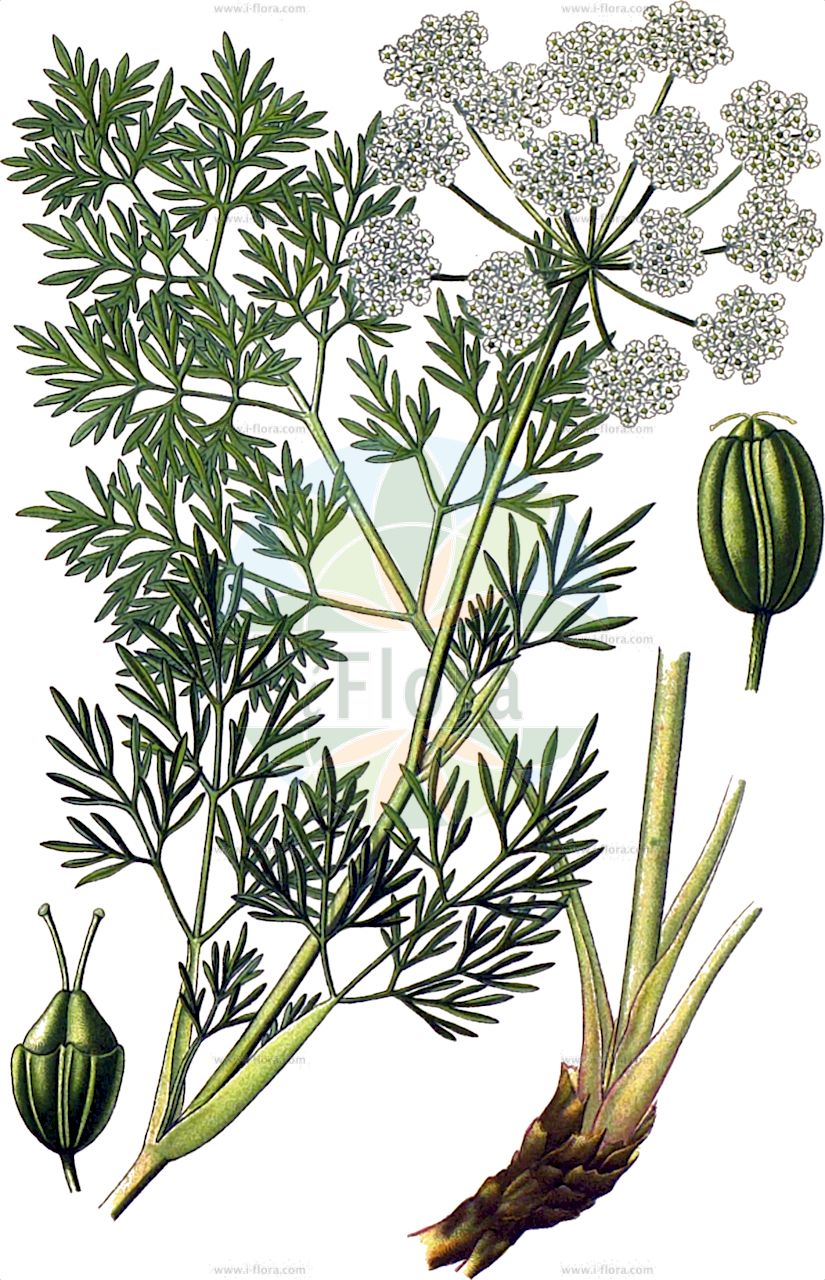 Cnidium silaifolium - Apiaceae,Plantae,Pteridobiotina,Angiosperms,Apiales,Apiaceae,Cnidium,Cnidium silaifolium,Cnidium apioides, Cnidium apioideum, Cnidium orientale, Cnidium silaifolium subsp. orientale, Cnidium silaifolium var. orientale, Katapsuxis cicutefolia, Katapsuxis silaifolia, Katapsuxis silaifolia var. orientalis, Laserpitium silaifolium, Ligusticum apioides, Ligusticum silaifolium, Selinum orientale, Selinum silaifolium