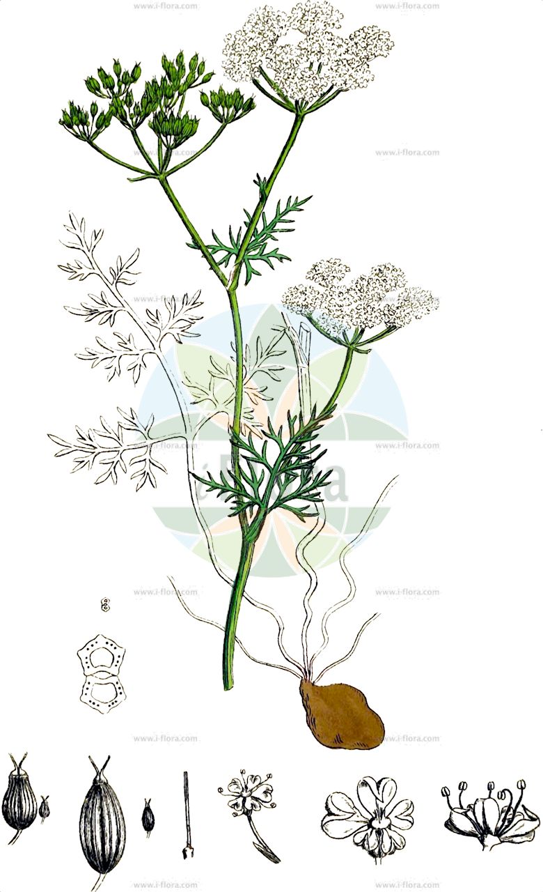 Conopodium majus - Apiaceae,Plantae,Pteridobiotina,Angiosperms,Apiales,Apiaceae,Conopodium,Conopodium majus,Bulbocastanum majus, Bunium ammoides, Bunium denudatum, Bunium flexuosum, Bunium majus, Bunium minus, Bunium pilosum, Bunium pygmaeum, Bunium ternatum, Carum flexuosum, Carum italicum, Carum majus, Conopodium daucifolium, Conopodium denudatum, Conopodium semipubens, Conopodium silaifolium, Meum carvifolium, Myrrhis ammoides, Myrrhis bunium, Myrrhis pyrenaica, Myrrhis tenerrima, Pimpinella flexuosa, Selinum janotta,Französische Erdkastanie;pignut;earthnut;arnut;cipernut;kippernut;conopode dénudé;janotte;genotte;châtaigne de terre;conopode;conopode élevé;ernotte;génote;génottes;gland de terre;grand conopode;janottes;noix de terre;chufera;alforxón;avellana de puerto;castañuela;macuca;terreños;xerbillón;conopodio maggiore;bulbocastano maggiore;bulbocastano piriforme;franse aardkastanje;castanha-subterranea-menor;castanha-subterrânea-menor;trangulho;земляной каштан;anyol;anyol ver;castanya de terra;castanyola;nötkörvel;svinenød;francia-gumóskömény;jordnøtt;sianputki