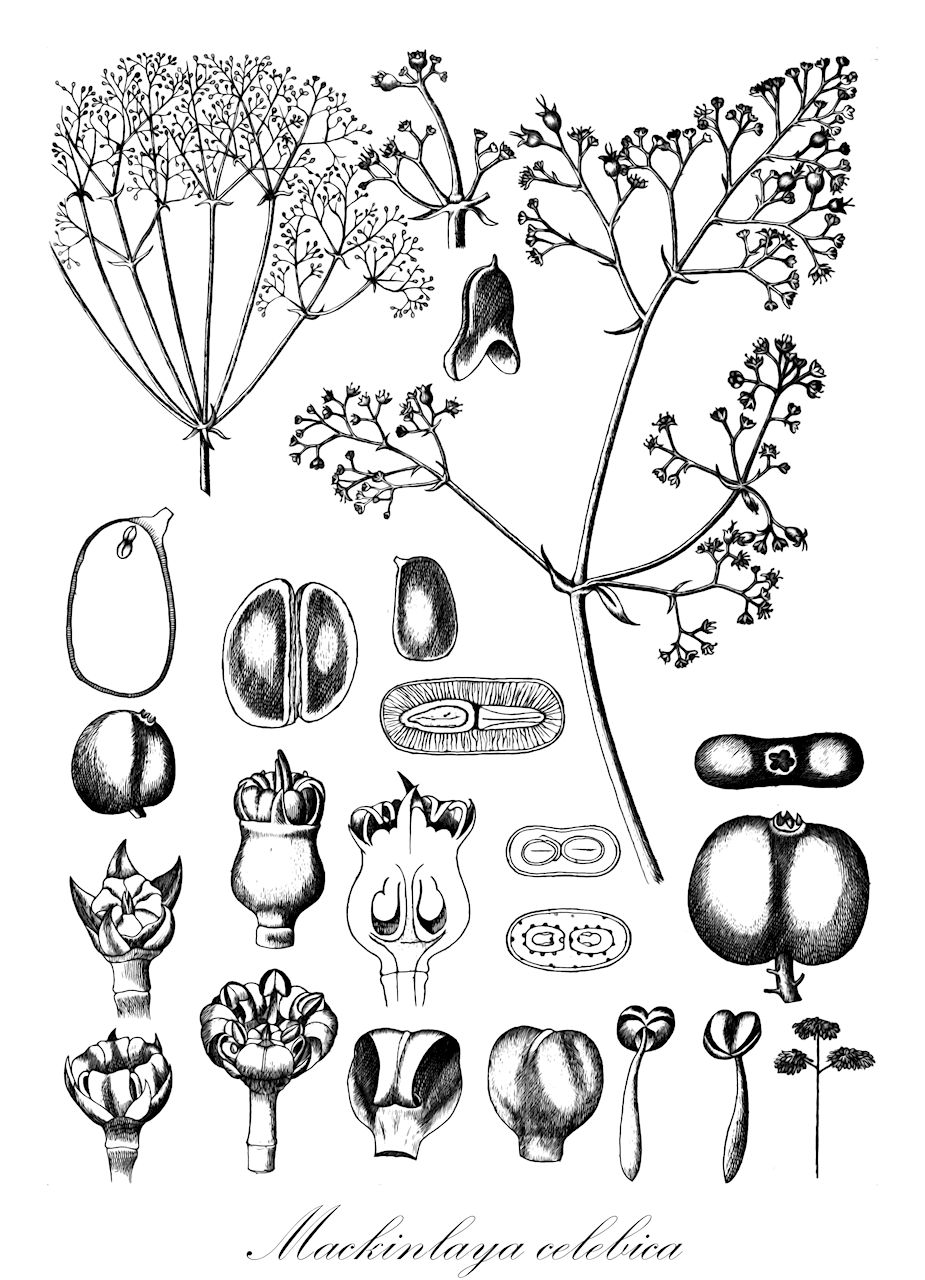 Mackinlaya celebica - Apiaceae,Plantae,Pteridobiotina,Angiosperms,Apiales,Apiaceae,Mackinlaya,Mackinlaya celebica,Anomopanax arfakensis, Anomopanax celebicus, Anomopanax digitatus, Anomopanax philippinensis, Anomopanax variifolius, Anomopanax warburgii, Mackinlaya amplifolia, Mackinlaya digitata, Mackinlaya warburgii, Polyscias cibaria