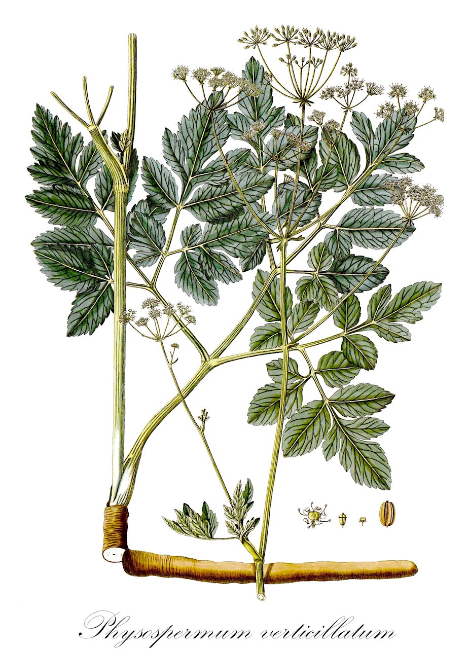 Physospermum verticillatum - Apiaceae,Plantae,Pteridobiotina,Angiosperms,Apiales,Apiaceae,Physospermum,Physospermum verticillatum,Alschingera verticillata, Danaa verticillata, Laserpitium verticillatum, Physospermum actaeifolium, Physospermum angelicifolium, Sphallerocarpus verticillatus,Quirl-Blasensame;fisospermo verticillato;pršljenasti doljan