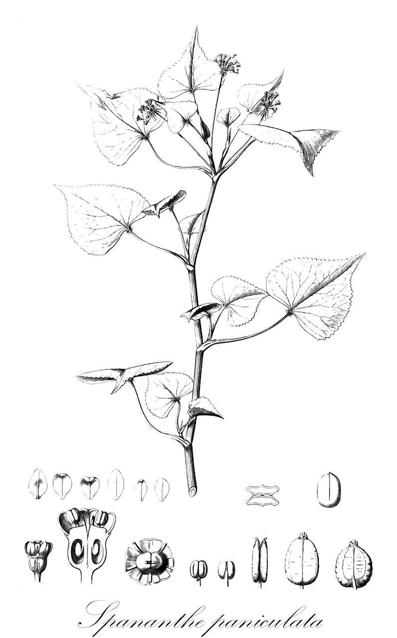 Spananthe paniculata - Apiaceae,Plantae,Pteridobiotina,Angiosperms,Apiales,Apiaceae,Spananthe,Spananthe paniculata,Huanaca spananthe, Hydrocotyle spananthe, Phellandrium ciliatum, Spananthe angulosa, Spananthe paniculata var. paniculata, Spananthe setosa