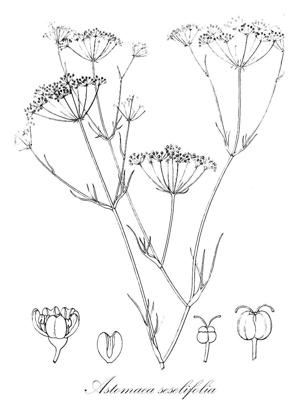 Astomaea seselifolia - Apiaceae,Plantae,Pteridobiotina,Angiosperms,Apiales,Apiaceae,Astomaea,Astomaea seselifolia,Astoma seselifolium, Conopodium seselifolium, Coriandrum seselifolium,אסתום מצוי