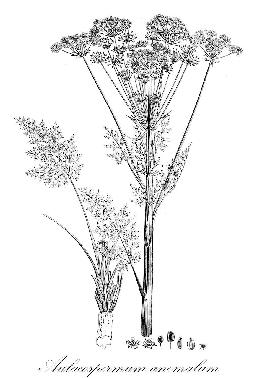 Aulacospermum anomalum - Apiaceae,Plantae,Pteridobiotina,Angiosperms,Apiales,Apiaceae,Aulacospermum,Aulacospermum anomalum,Cnidium anomalum, Pleurospermum anomalum