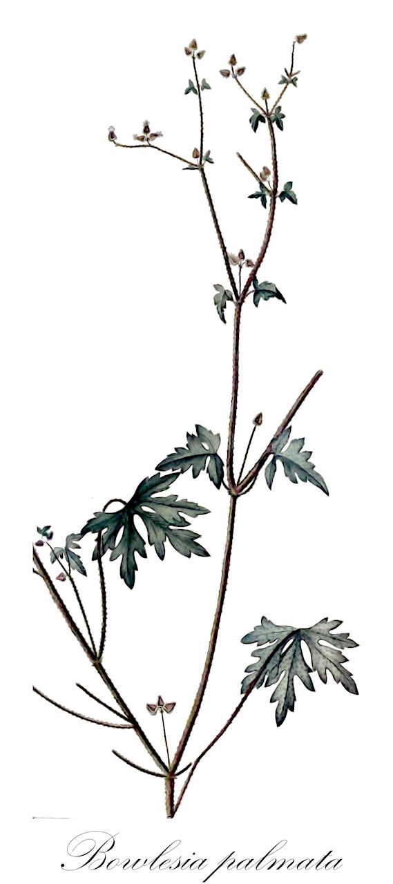 Bowlesia palmata - Apiaceae,Plantae,Pteridobiotina,Angiosperms,Apiales,Apiaceae,Bowlesia,Bowlesia palmata,Bowlesia palmata var. lacerata