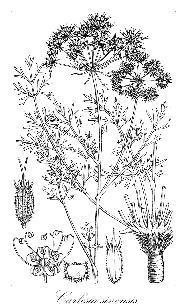 Carlesia sinensis - Apiaceae,Plantae,Pteridobiotina,Angiosperms,Apiales,Apiaceae,Carlesia,Carlesia sinensis,Cuminum sinense, Cuminum sinensis, Seseli taquetii