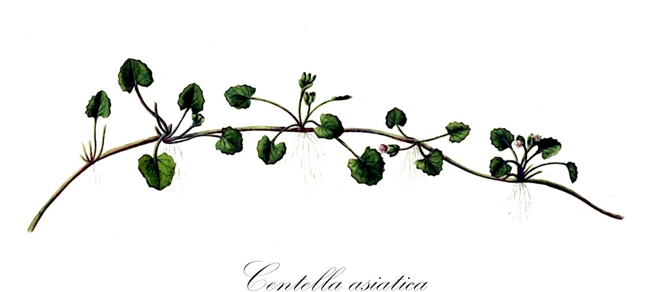Centella asiatica - Apiaceae,Centella asiatica var. asiatica, Centella asiatica var. crista, Centella boninensis, Centella coriacea, Centella glochidiata, Centella hirtella, Centella tussilaginifolia, Centella ulugurensis, Centella uniflora, Chondrocarpus asiaticus, Chondrocarpus triflorus, Glyceria asiatica, Glyceria triflora, Hydrocotyle abbreviata, Hydrocotyle abyssinica, Hydrocotyle artensis, Hydrocotyle asiatica, Hydrocotyle asiatica var. monantha, Hydrocotyle biflora, Hydrocotyle brasiliensis, Hydrocotyle brevipedata, Hydrocotyle brevipes, Hydrocotyle dentata, Hydrocotyle ficarifolia, Hydrocotyle ficarioides, Hydrocotyle hebecarpa, Hydrocotyle inaequipes, Hydrocotyle indivisa, Hydrocotyle lunata, Hydrocotyle lurida, Hydrocotyle nummularioides, Hydrocotyle pallida, Hydrocotyle reniformis, Hydrocotyle sarmentosa, Hydrocotyle sylvicola, Hydrocotyle thunbergiana, Hydrocotyle tussilaginifolia, Hydrocotyle ulugurensis, Hydrocotyle uniflora, Trisanthus cochinchinensis,Plantae,Pteridobiotina,Angiosperms,Apiales,Apiaceae,Centella,Centella asiatica,herbe du tigre;hydrocotyle asiatique;hydrocotyle indien;antanan;brahmi;gotu kola;oreja de raton;oreja de ratón;pegaga;centella;erba della tigre e dell'elefante;brahmi;gotu kola;centela;азиатская центелла;центелла азиатская;sallatsspikblad;Asiatisk centella;tsubokusa;センテラアジアチカ;ツボクサ;asiatisk skjoldblad;jī xuě cǎo;积雪草;byeong pul;병풀