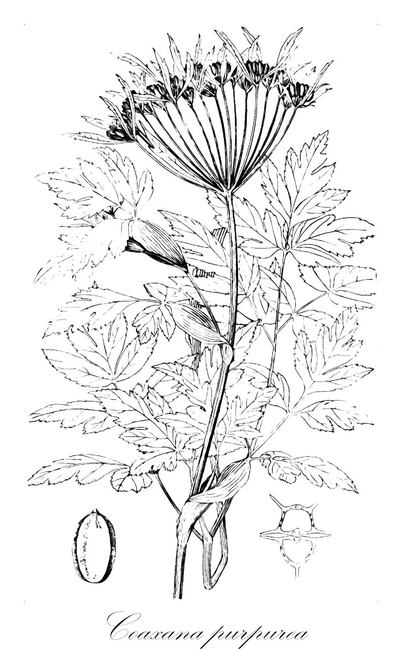 Coaxana purpurea - Apiaceae,Plantae,Pteridobiotina,Angiosperms,Apiales,Apiaceae,Coaxana,Coaxana purpurea