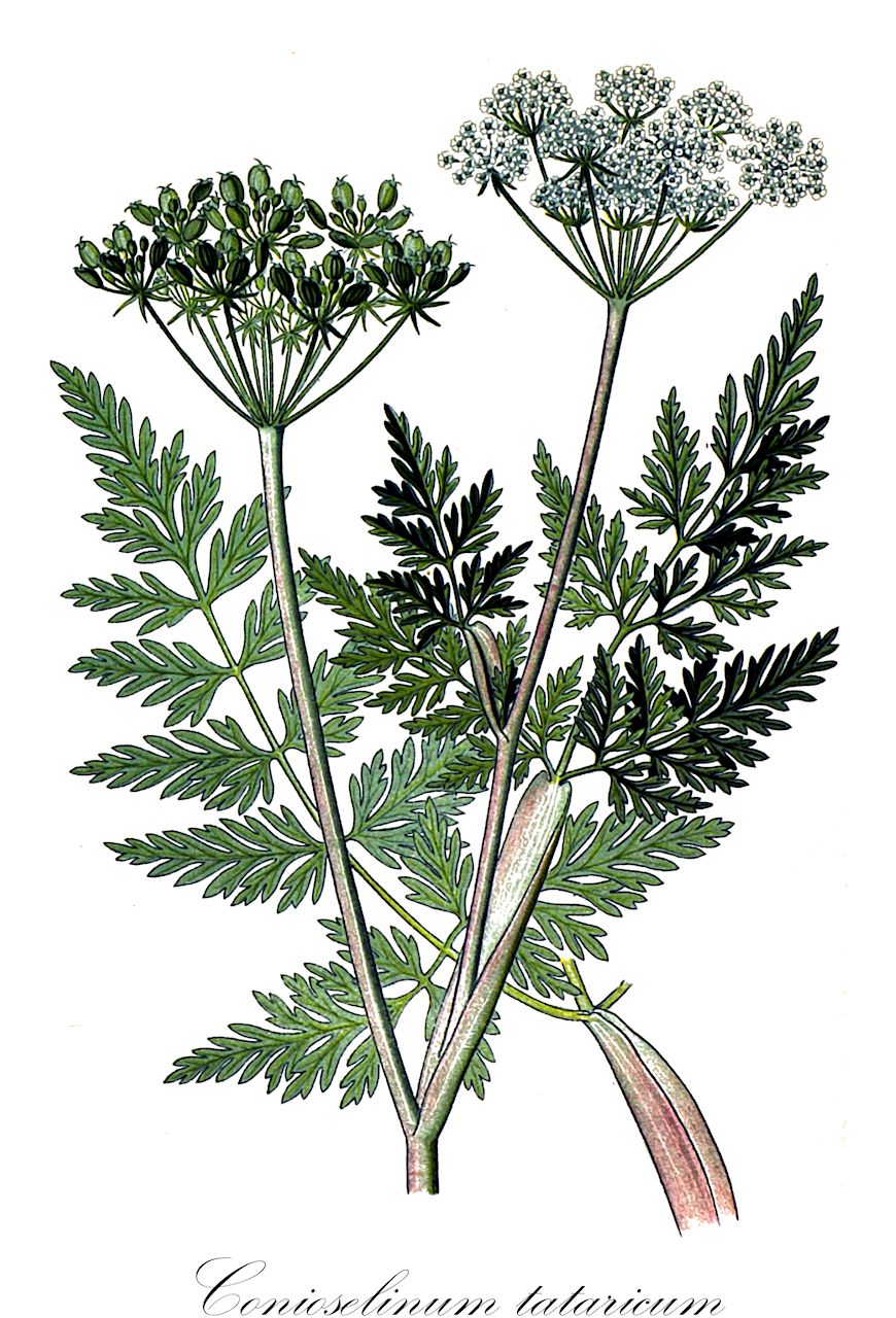 Conioselinum tataricum - Apiaceae,Plantae,Pteridobiotina,Angiosperms,Apiales,Apiaceae,Conioselinum,Conioselinum tataricum,Conioselinum papyraceum, Conioselinum schugnanicum, Cortia papyracea, Ligusticum divaricatum, Ligusticum fischeri, Oreoselinum album, Selinum papyraceum, Selinum univittatum, Silaus gilibertii, Silaus longifolius,Schierlingssilge;coniosélin de Tatarie;conioselino tartarico;гирчовник влагалищный;гирчовник татарский;ryssilja;russerkommen;szczwoligorz pochwiasty;szczwoligorz tatarski;šabřina tatarská;schinduc;šabrina pošvatá;свистуля татарська;tupp-võsaputk;Tatārijas stobulis;russekjeks;tataarikumina;totorinė maludė;qiào shān xiōng;鞘山芎